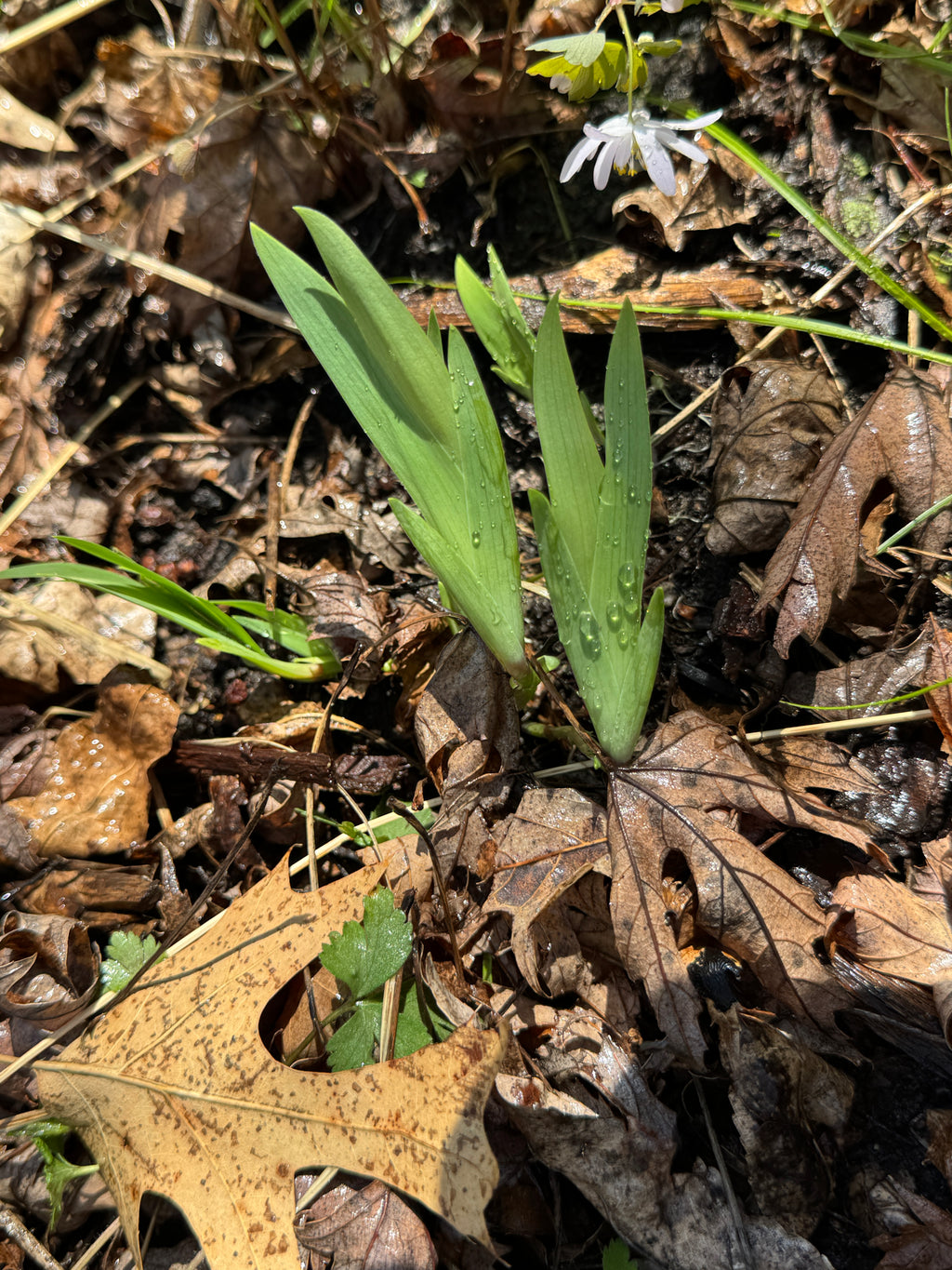 Dwarf Crested Iris (Iris Cristata)