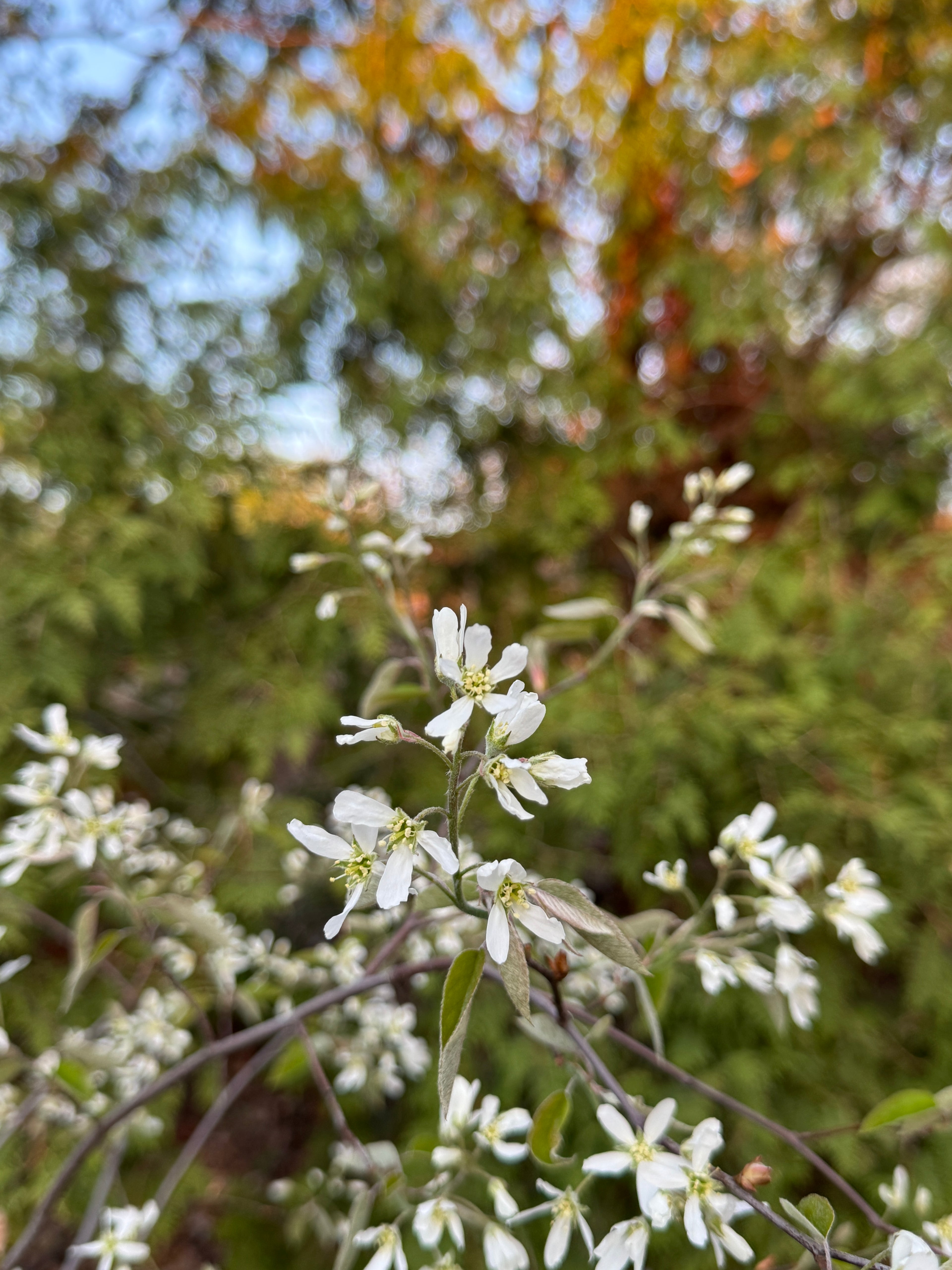 Allegheny Serviceberry (Amelanchier laevis)