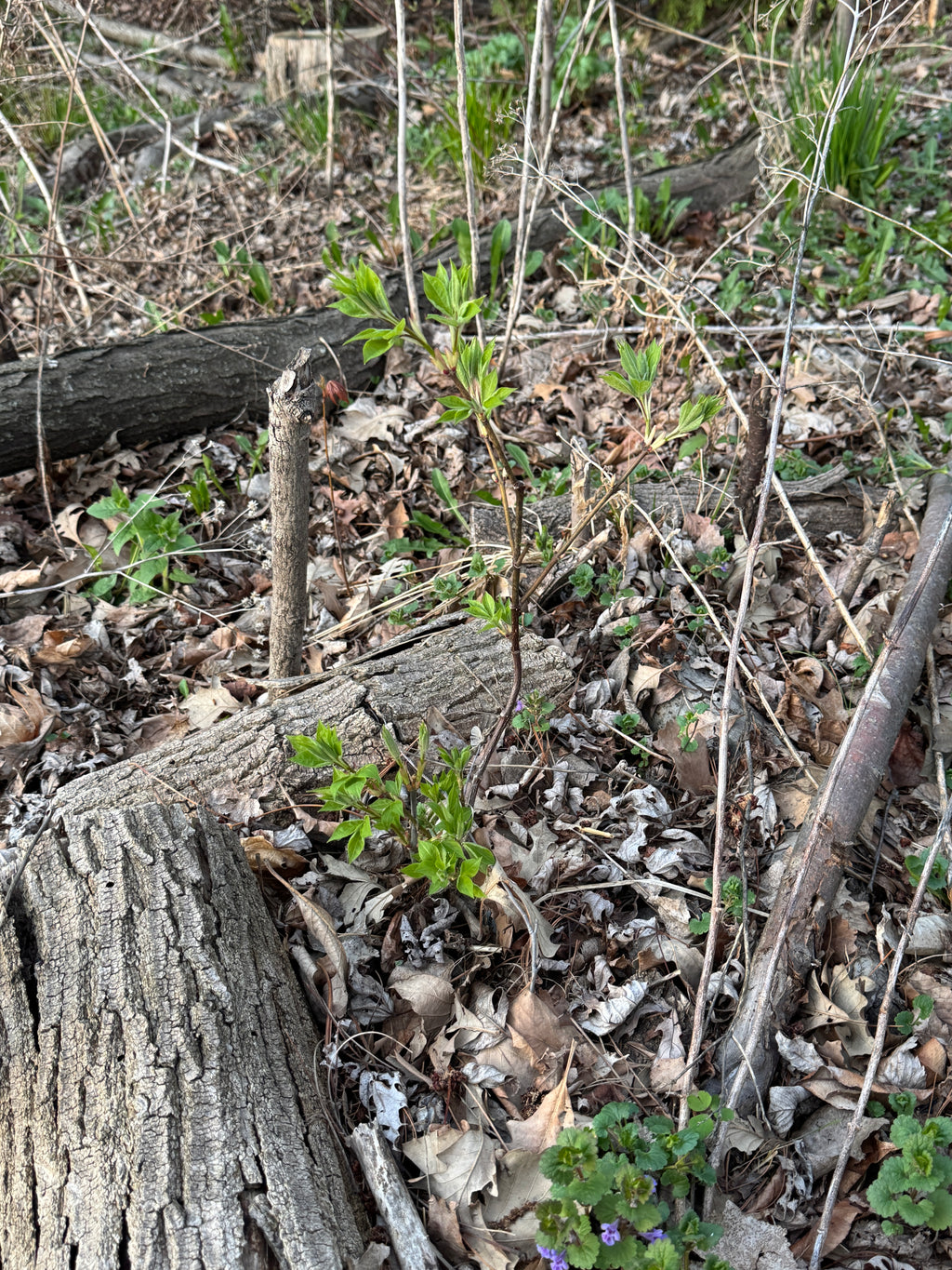 Bladdernut (Staphylea Trifolia)