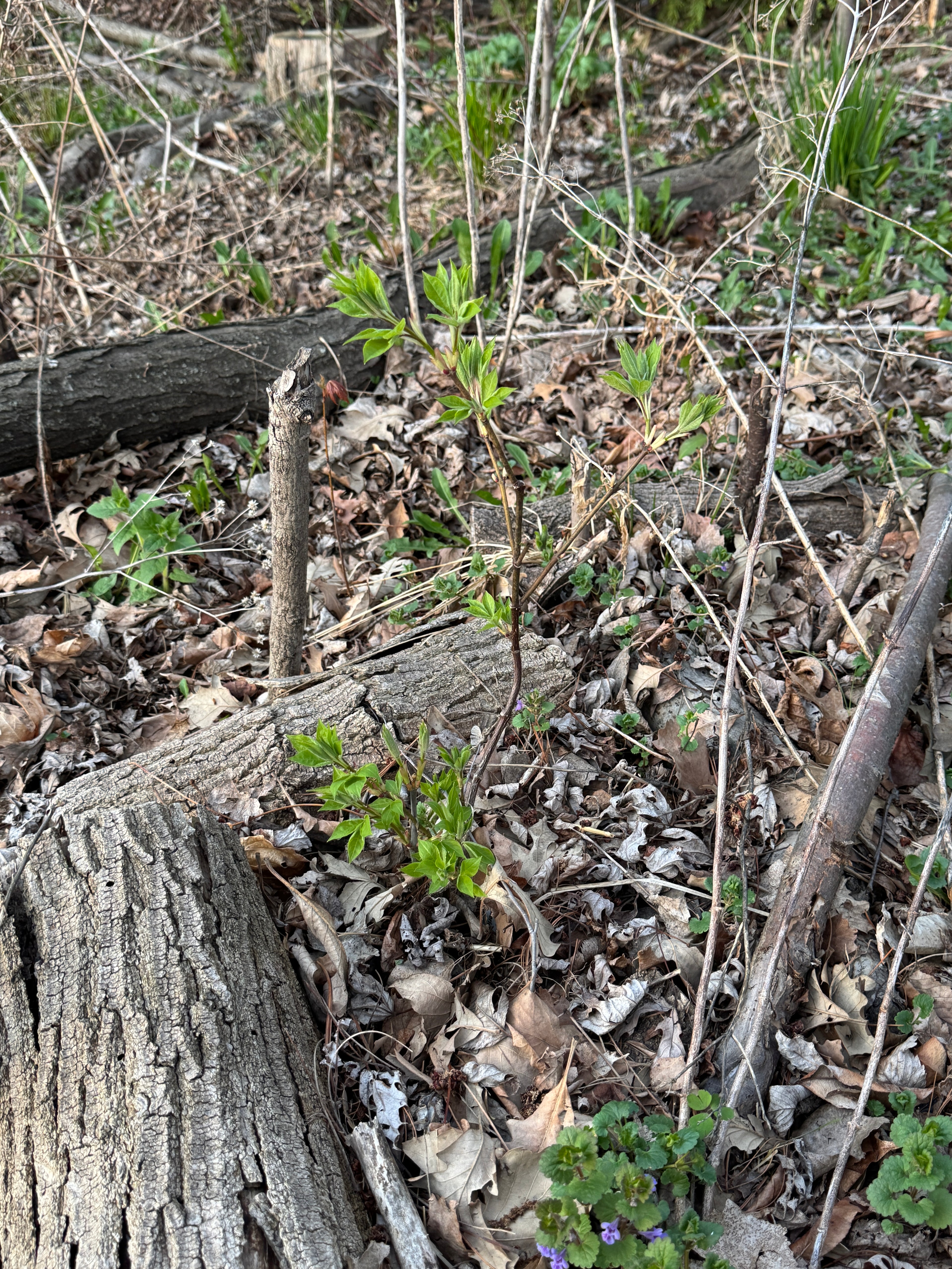 Bladdernut (Staphylea Trifolia)