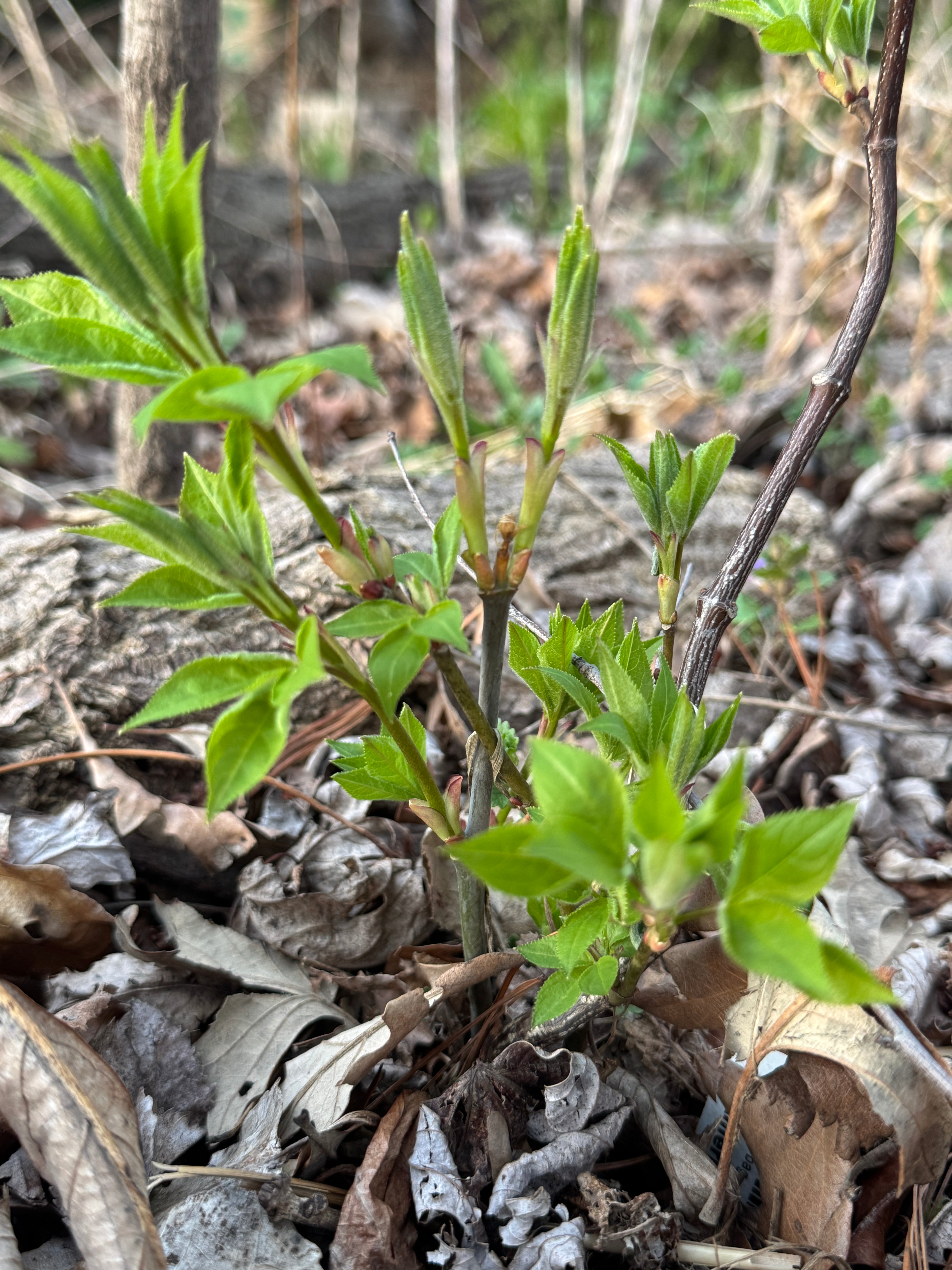 Bladdernut (Staphylea Trifolia)