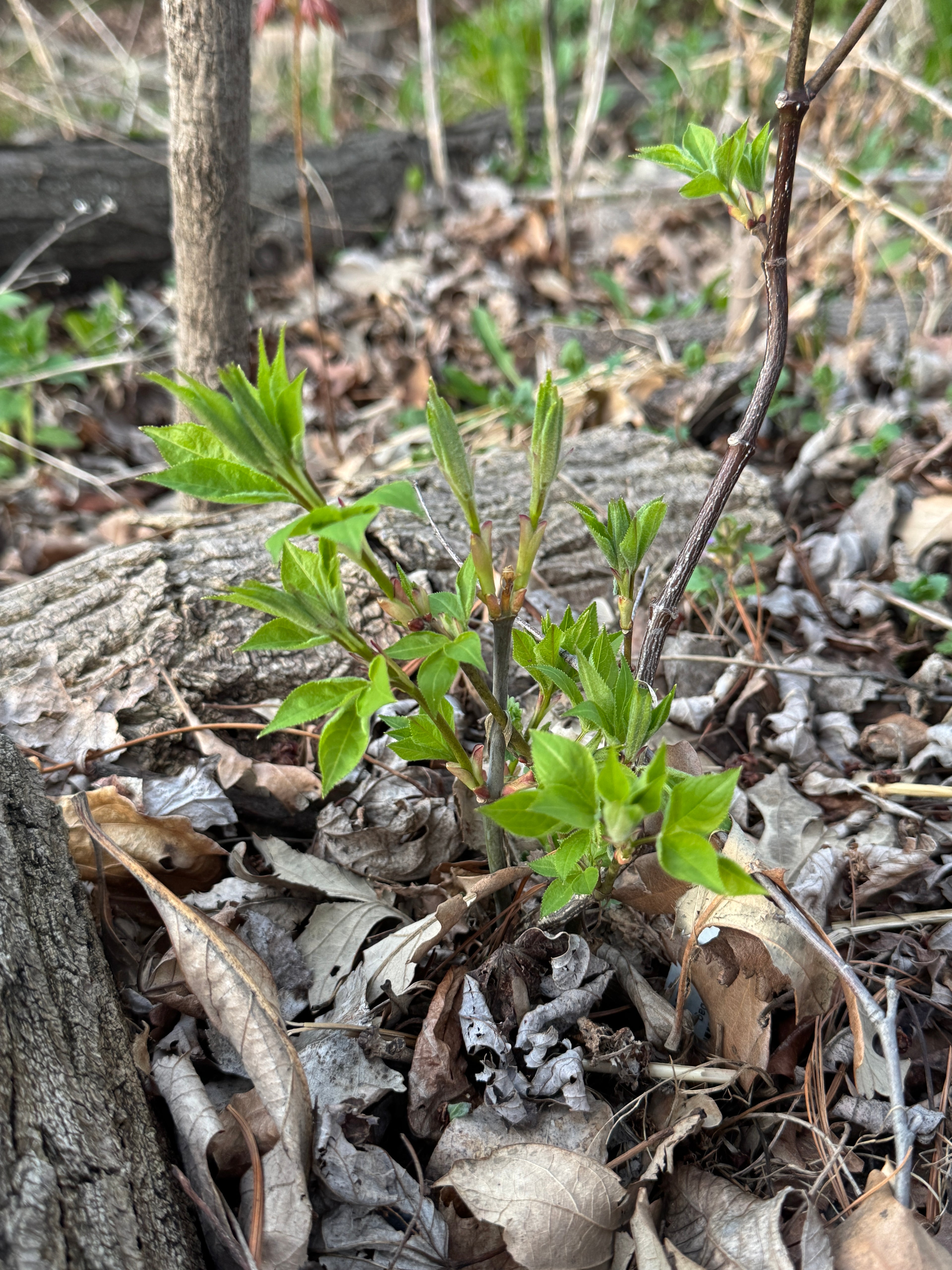 Bladdernut (Staphylea Trifolia)
