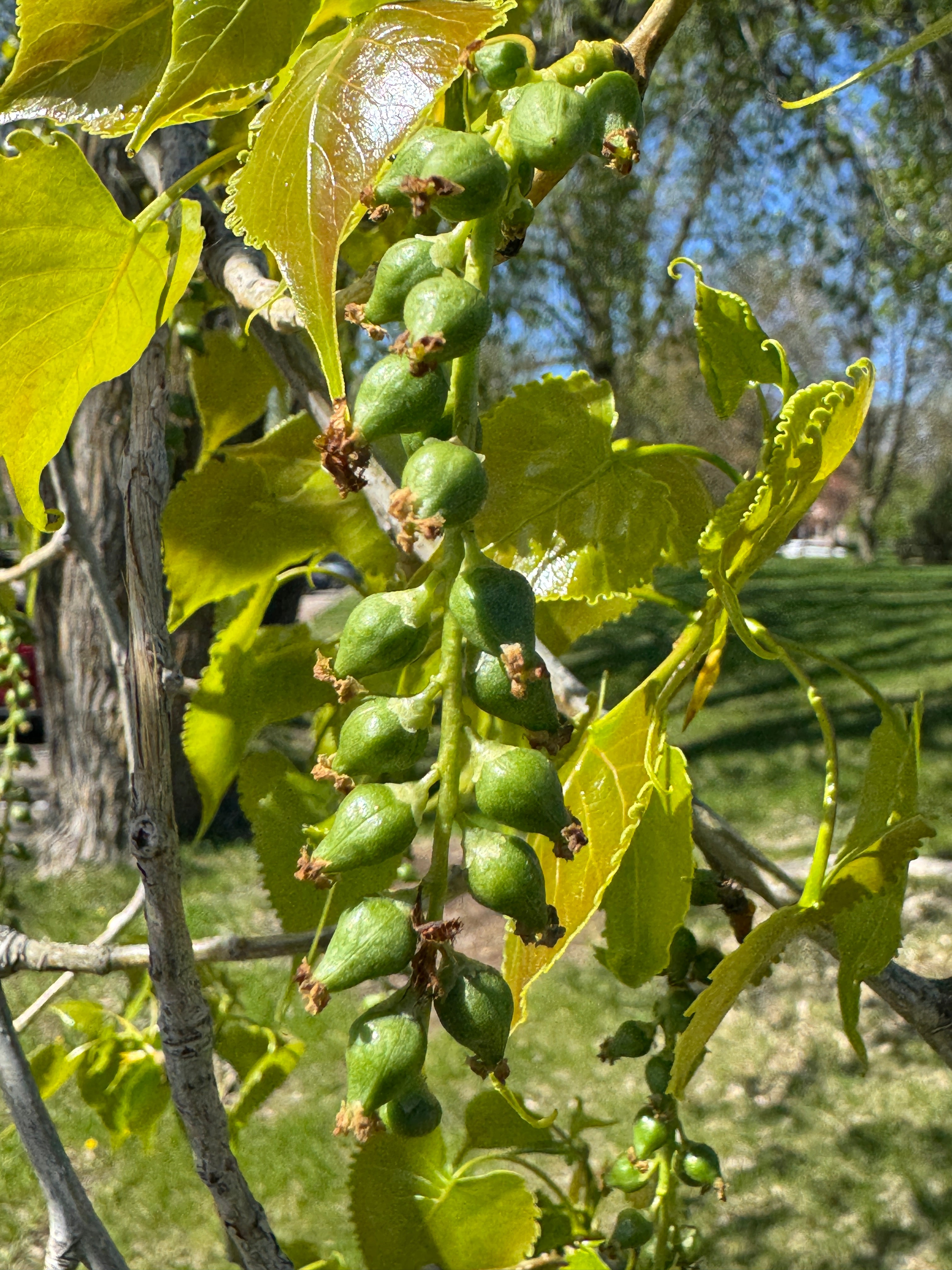 Cottonwood (Populus Deltoides)