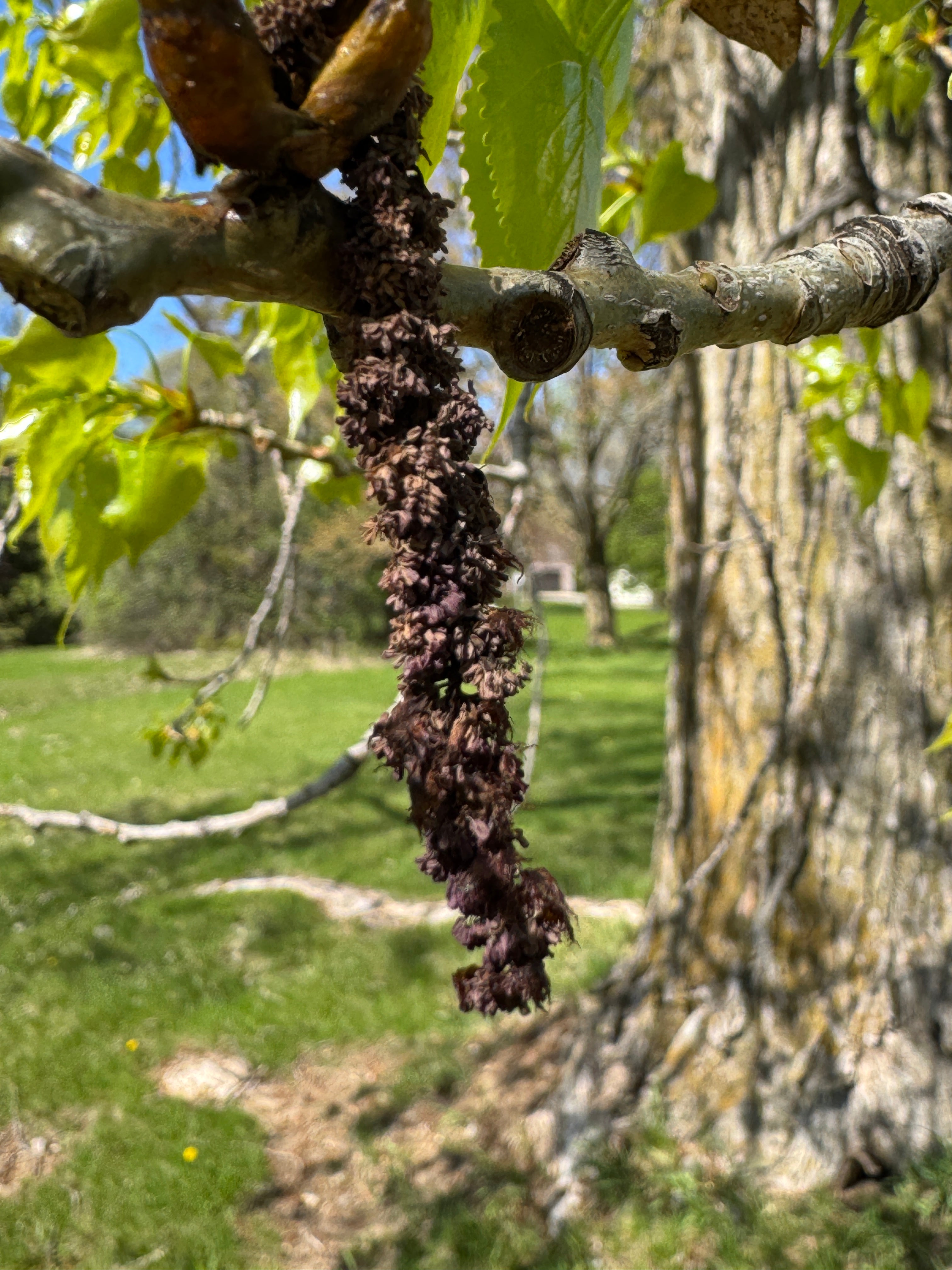 Cottonwood (Populus Deltoides)