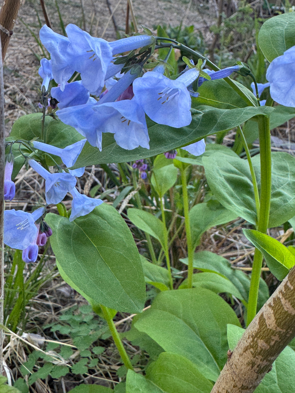 Virginia Bluebells (Mertensia Virginica)