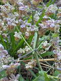 Early Meadow Rue (Thalictrum Dioicum)