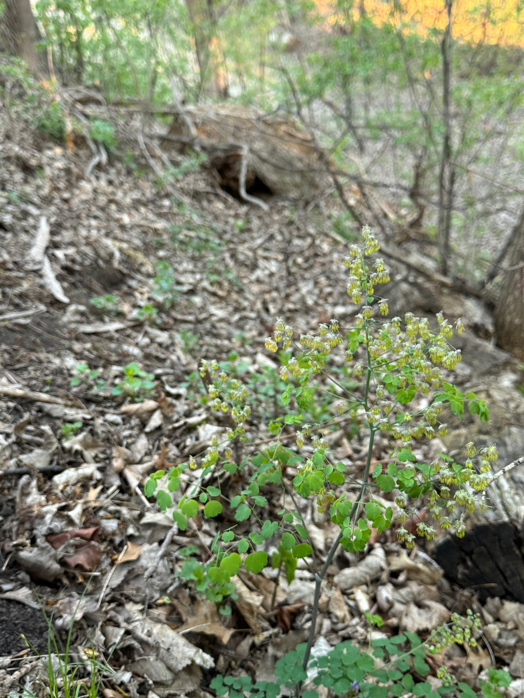 Early Meadow Rue (Thalictrum Dioicum)