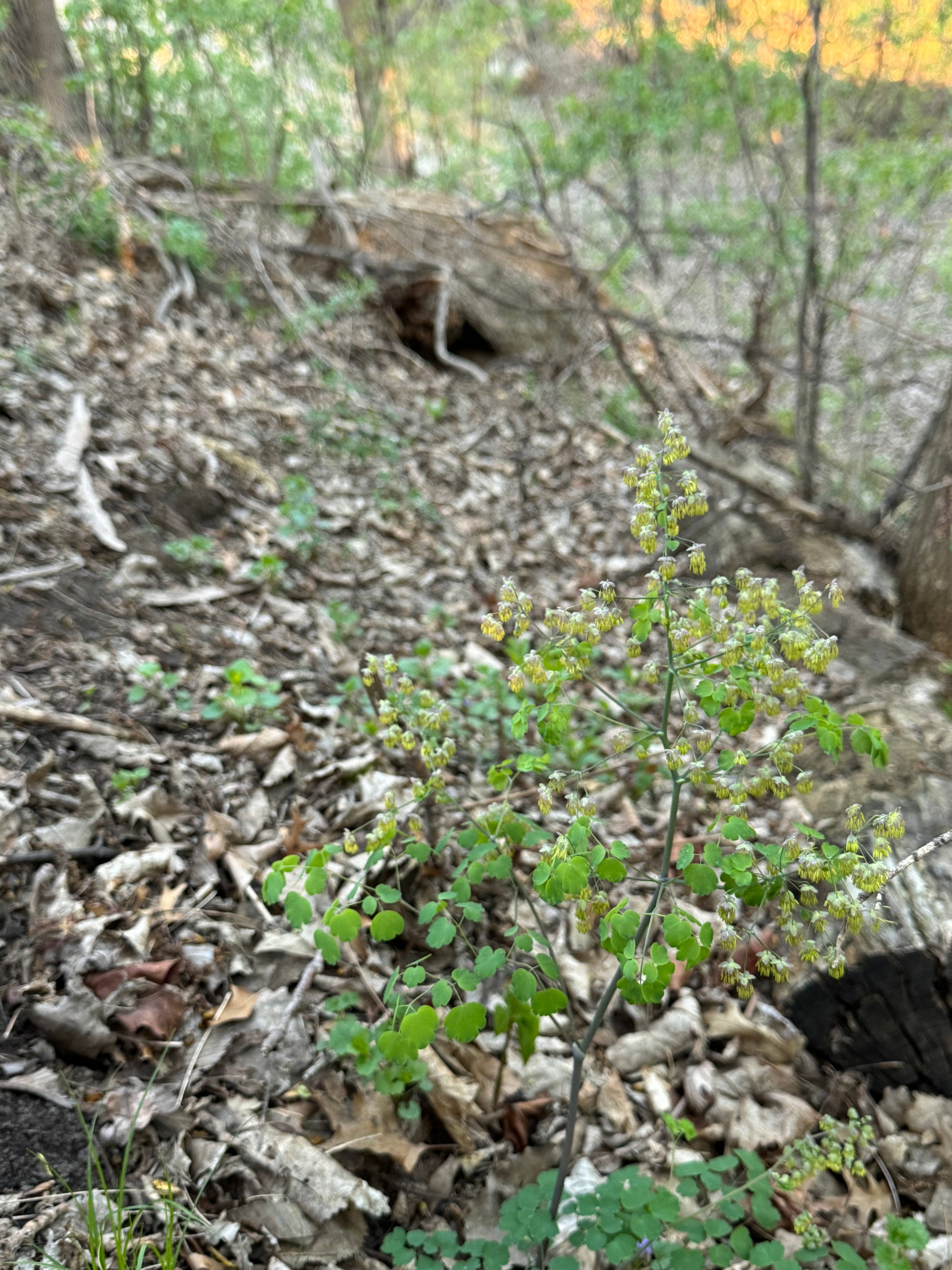 Early Meadow Rue (Thalictrum Dioicum)