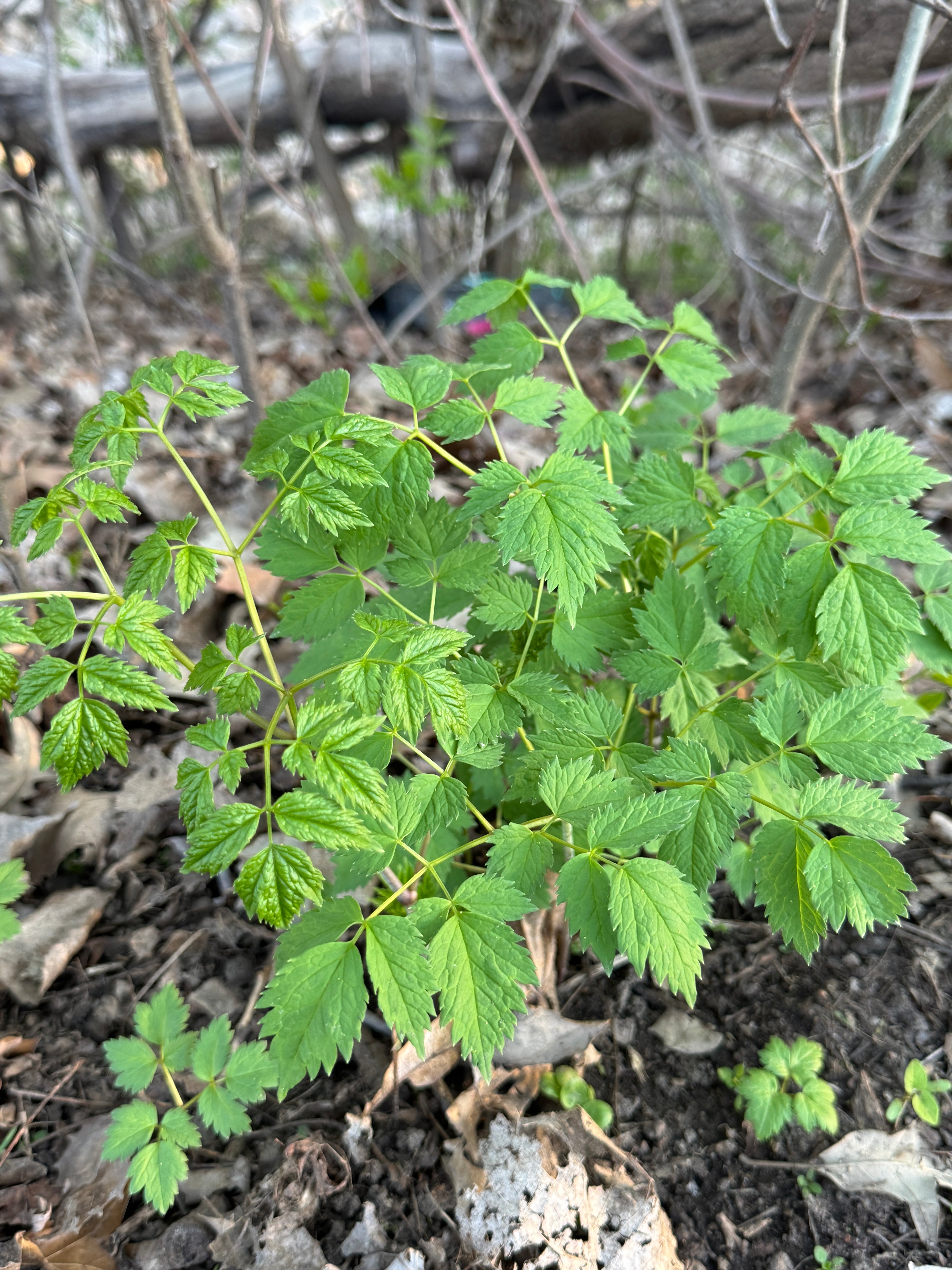 Red Baneberry (Actaea Rubra)