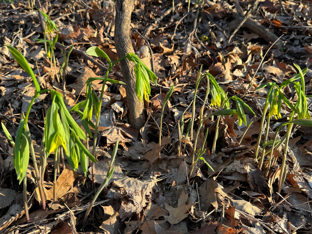 Large-Flowered Bellwort (Uvularia Grandiflora)