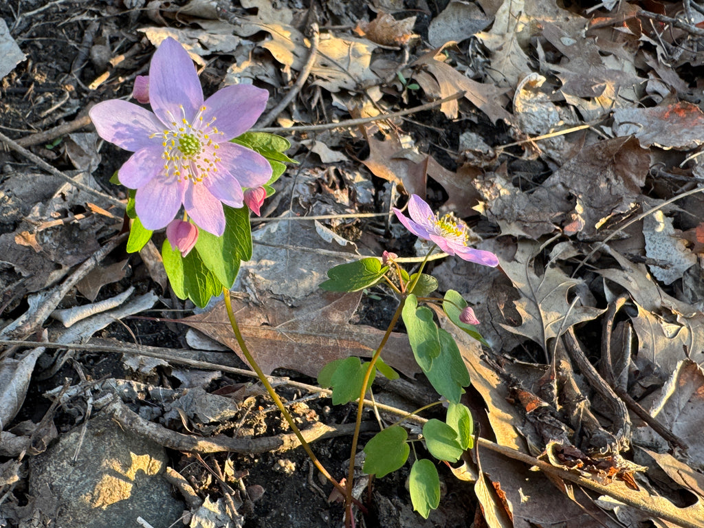 Rue Anemone (Thalictrum Thalictroides)