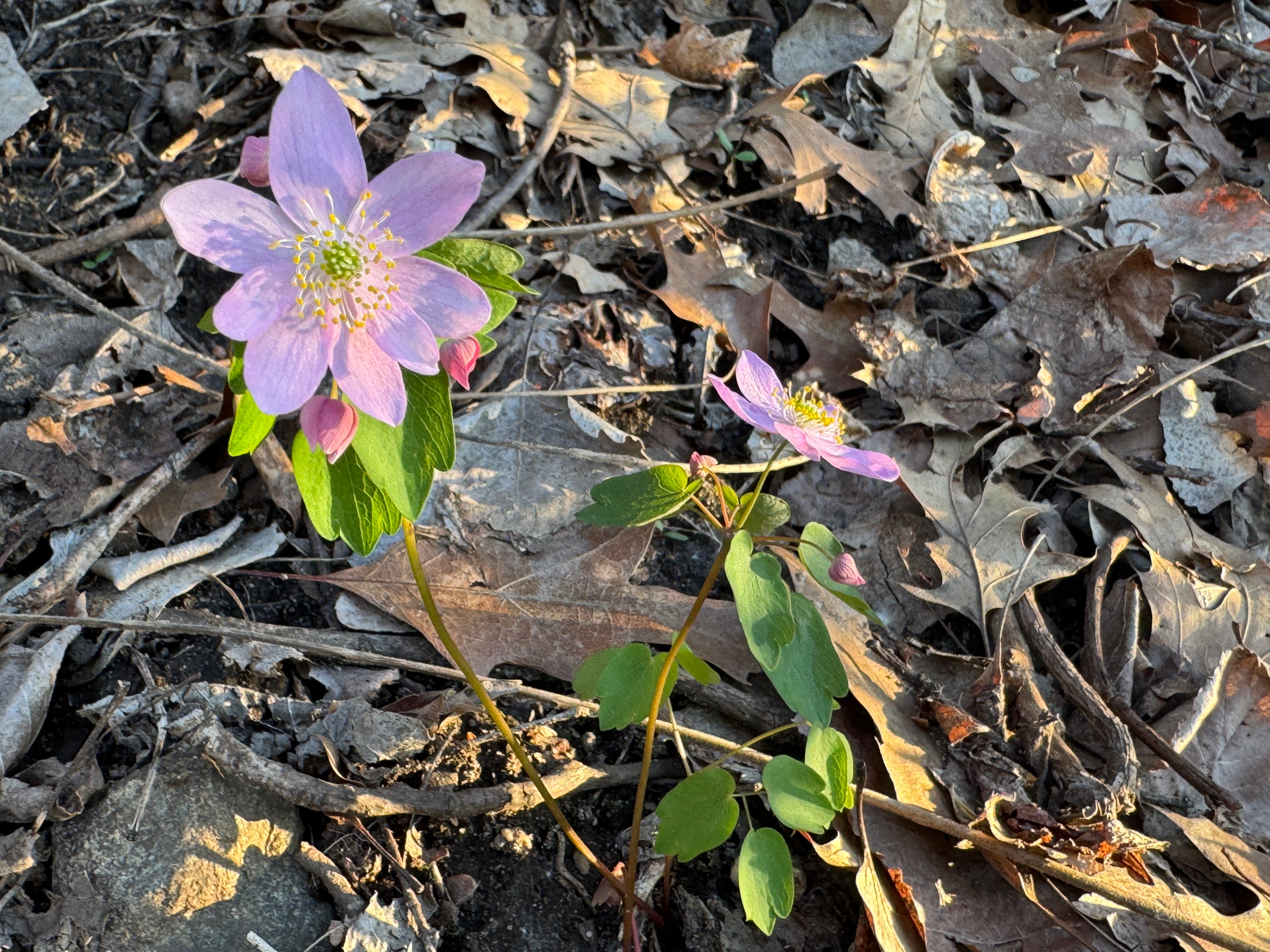 Rue Anemone (Thalictrum Thalictroides)