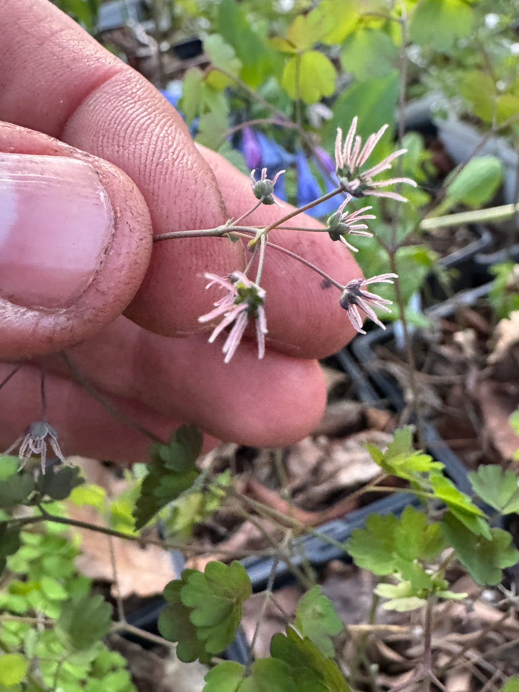 Early Meadow Rue (Thalictrum Dioicum)