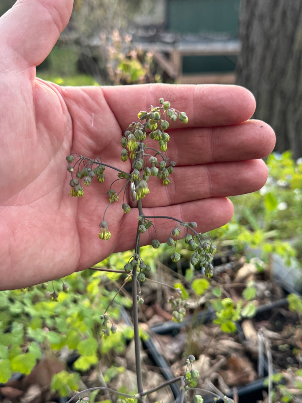 Early Meadow Rue (Thalictrum Dioicum)