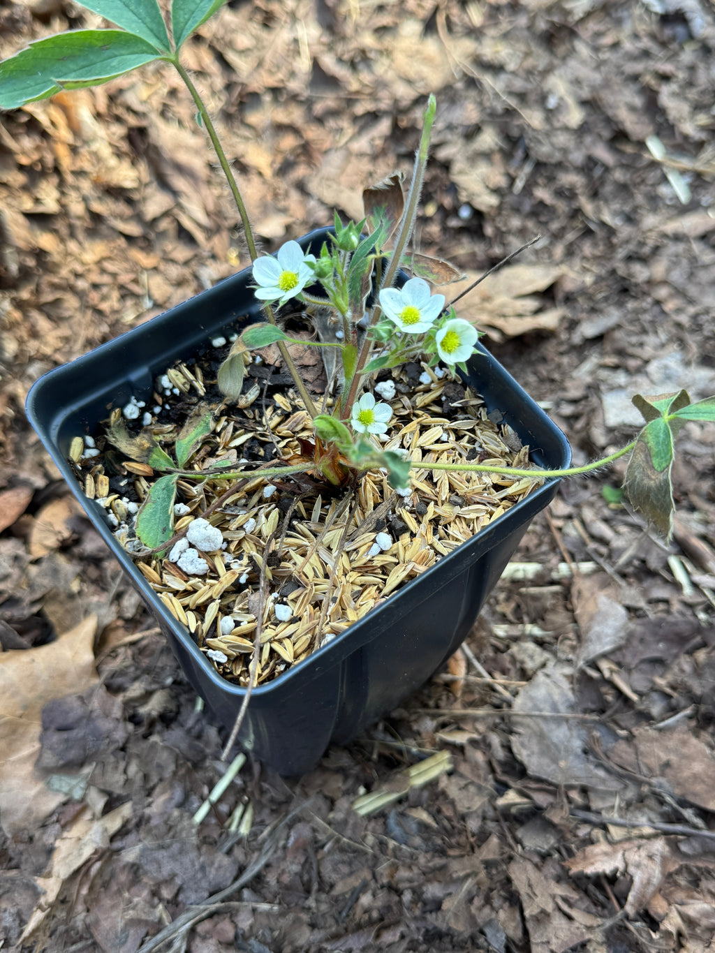 Wild Strawberry (Fragaria virginiana)