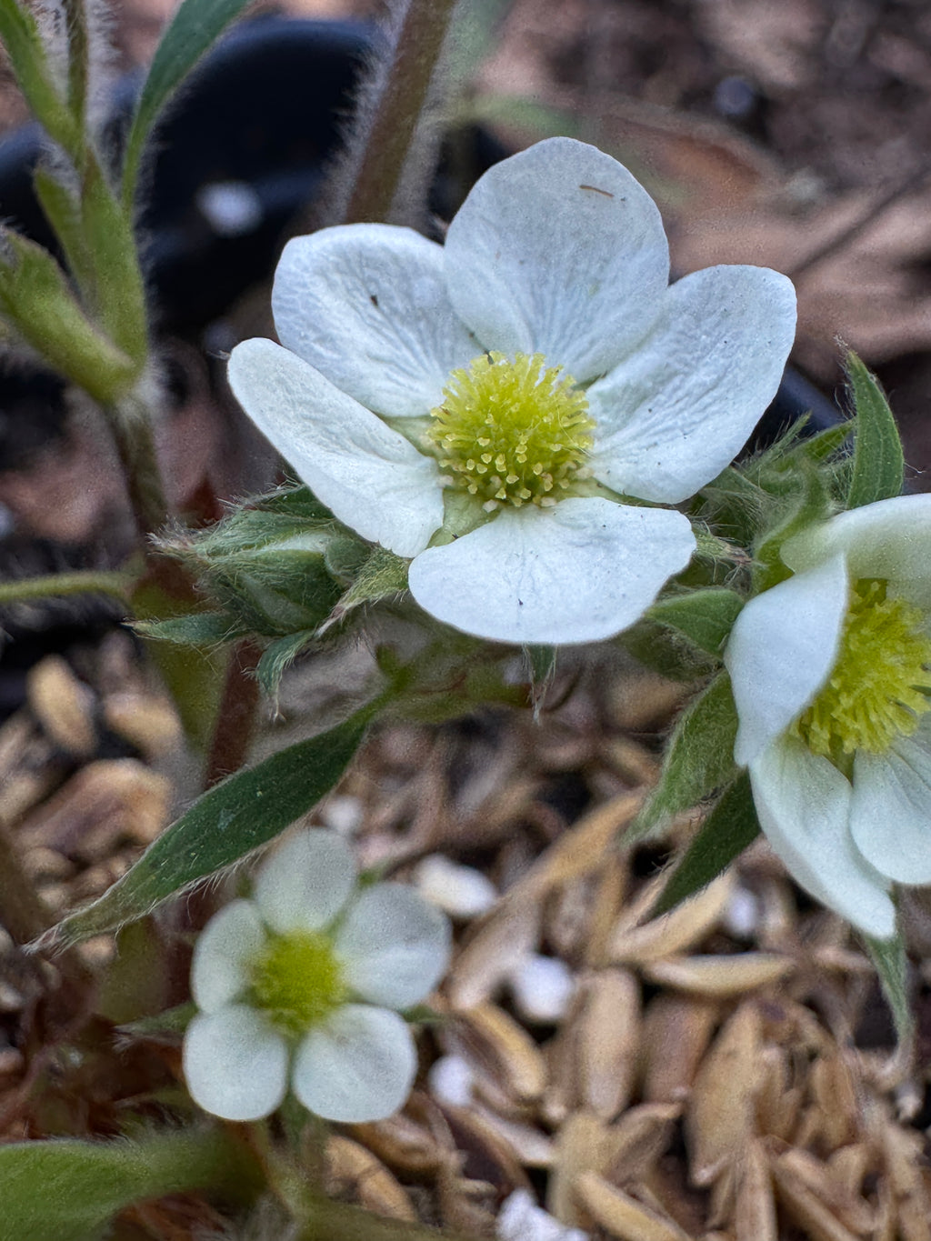 Wild Strawberry (Fragaria virginiana)