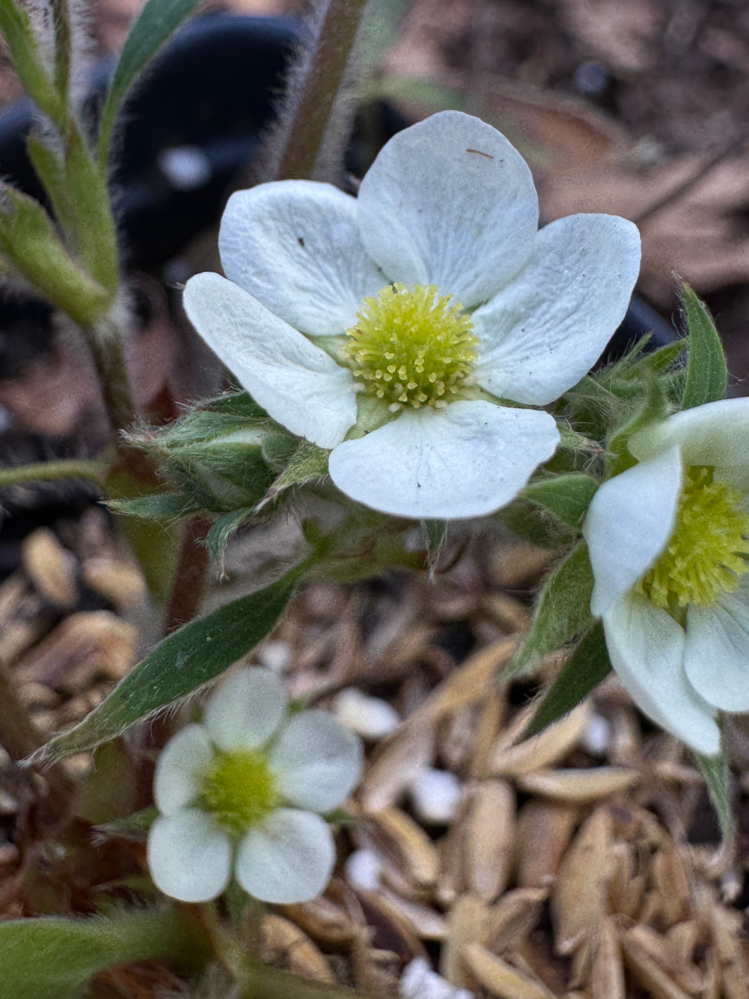 Wild Strawberry (Fragaria virginiana)