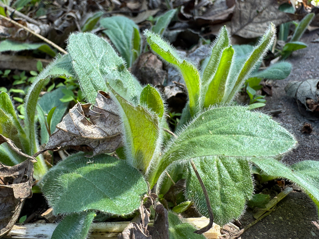 Robin's Plantain (Erigeron pulchellus)