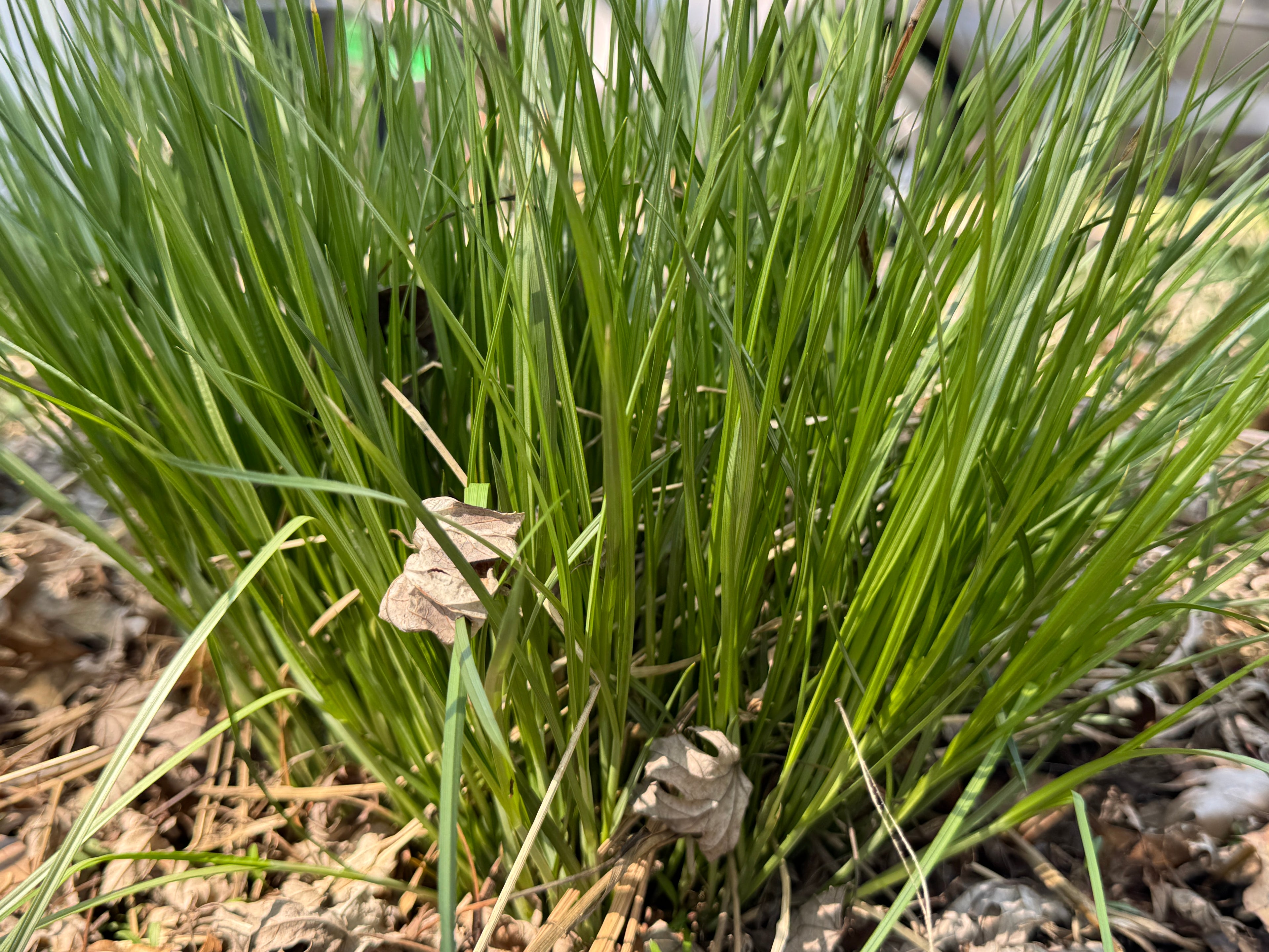 Bicknell's Sedge (Carex Bicknellii)