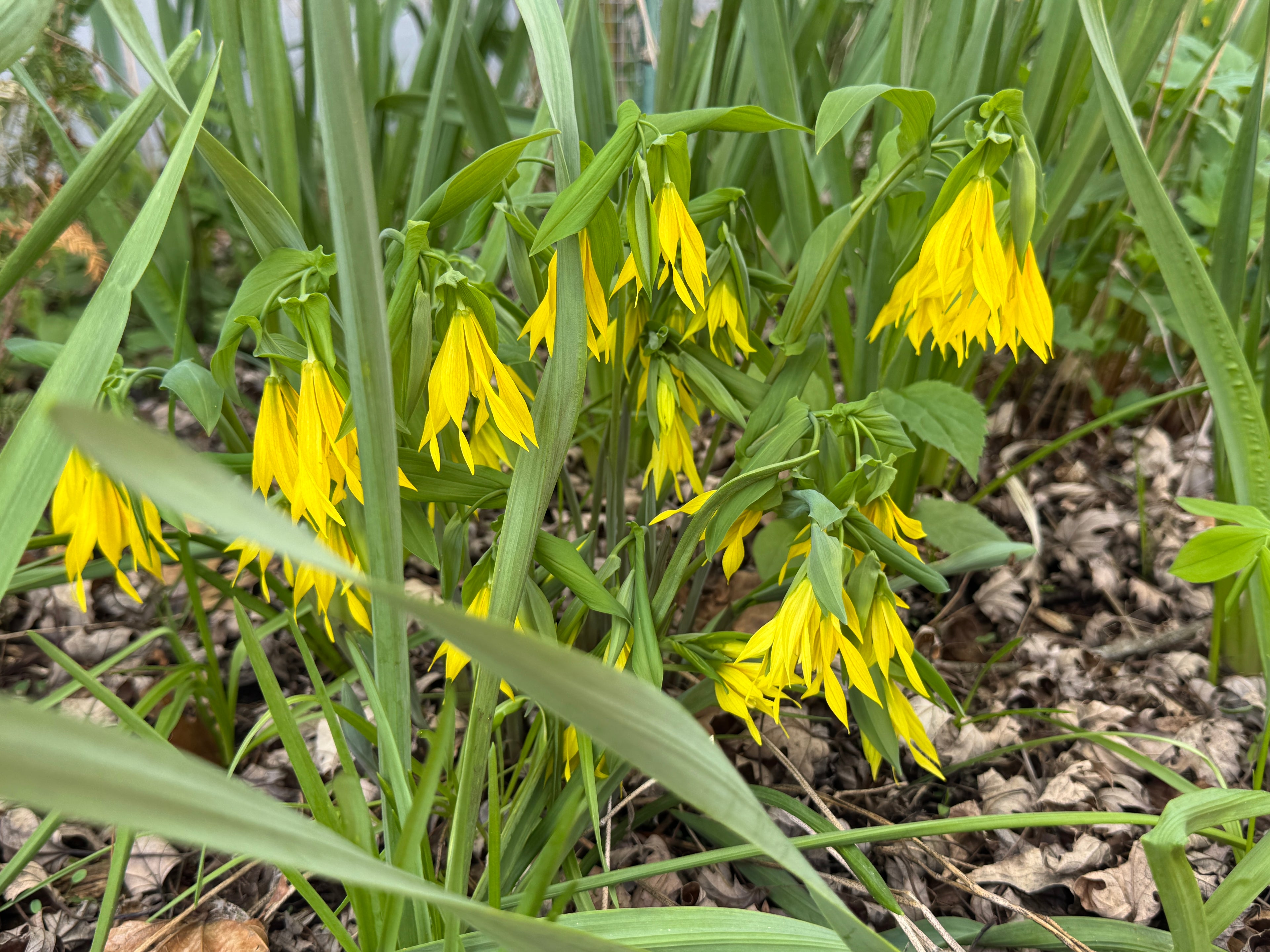 Large-Flowered Bellwort (Uvularia Grandiflora)