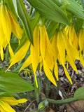 Large-Flowered Bellwort (Uvularia Grandiflora)