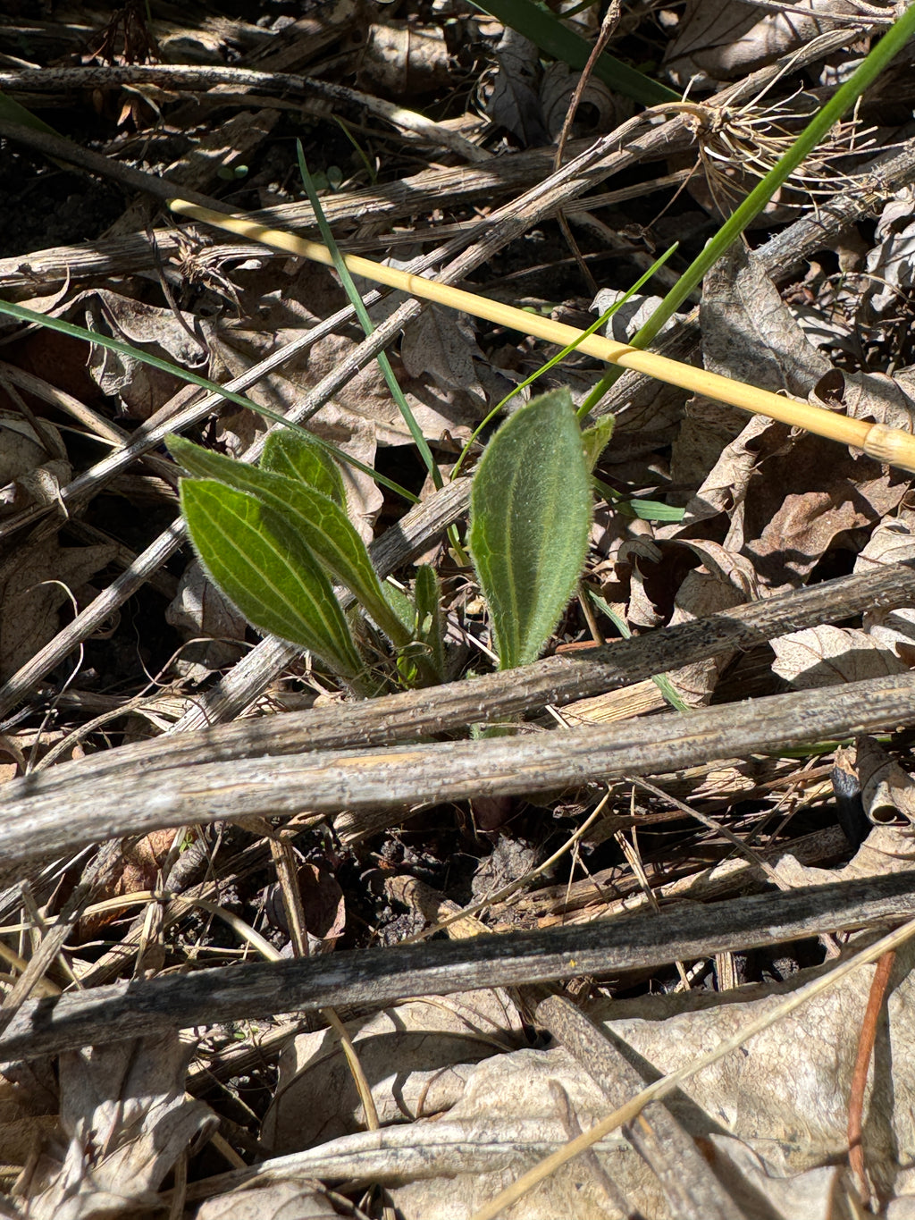 Narrow-leaved Purple Coneflower (Echinacea Angustifolia)