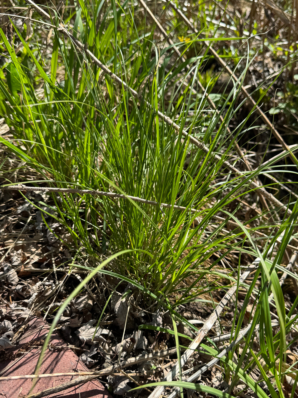 Brown Fox Sedge (Carex Vulpinoidea)