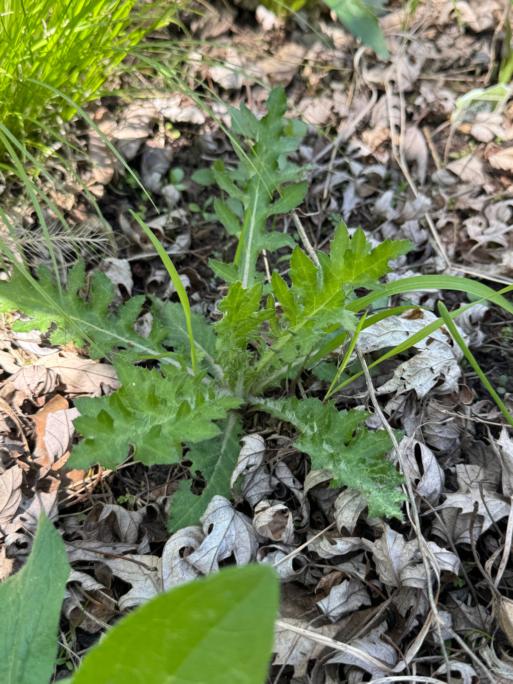 Field Thistle (Cirsium discolor)