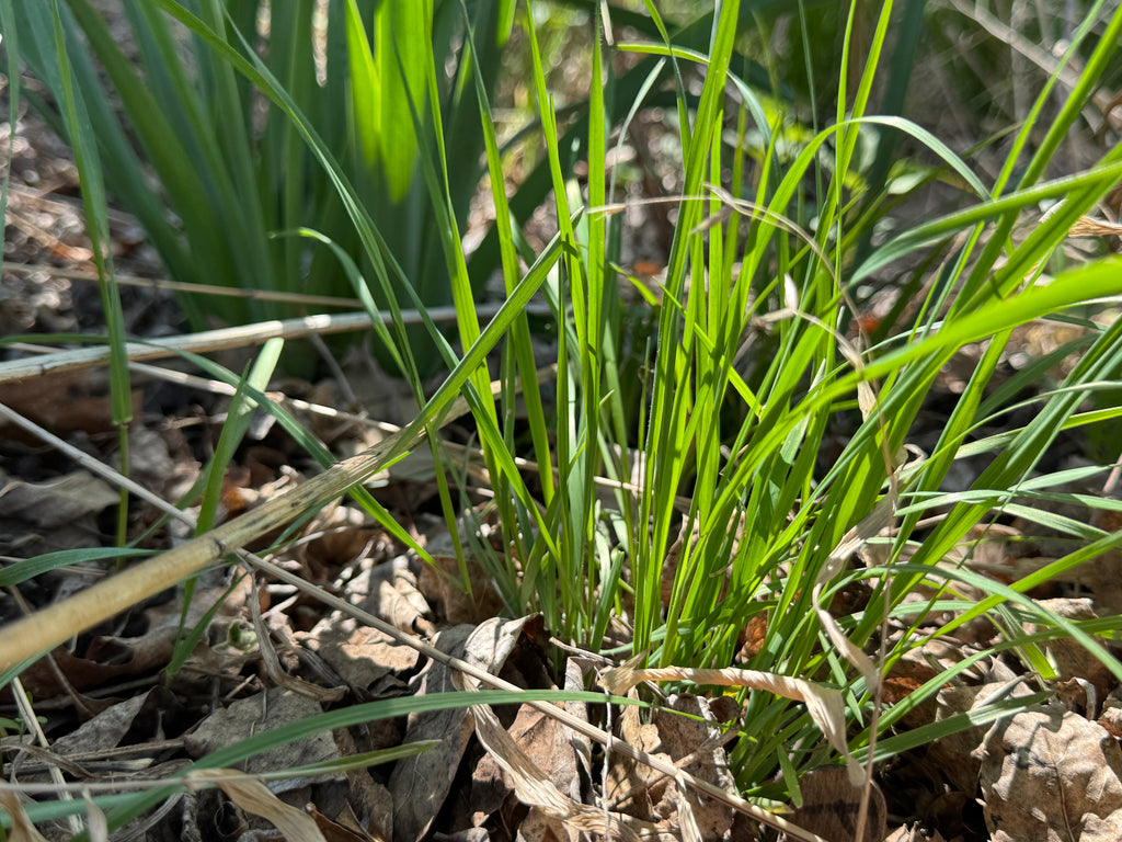 Fringed Brome (Bromus Ciliatus)