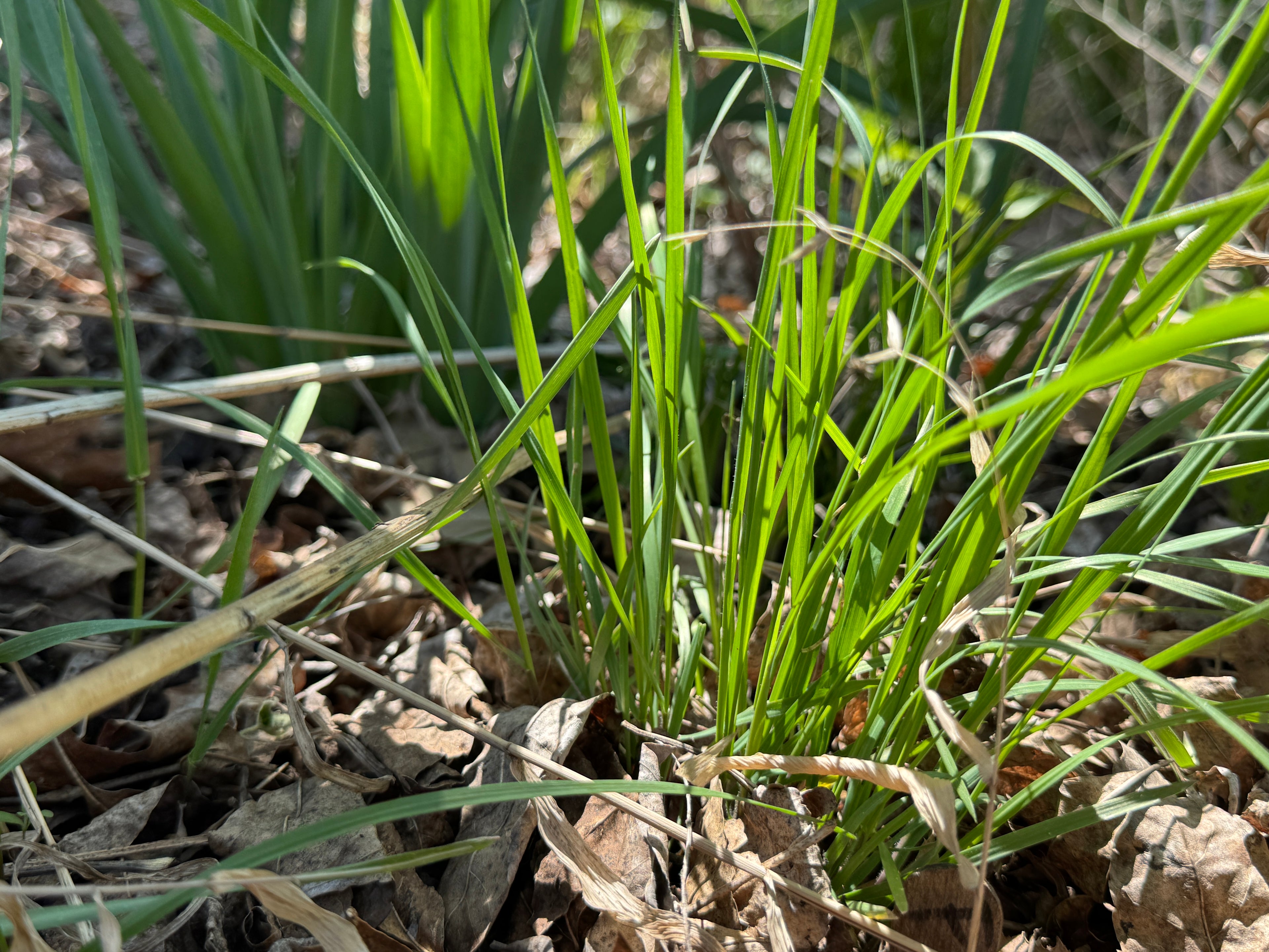 Fringed Brome (Bromus Ciliatus)