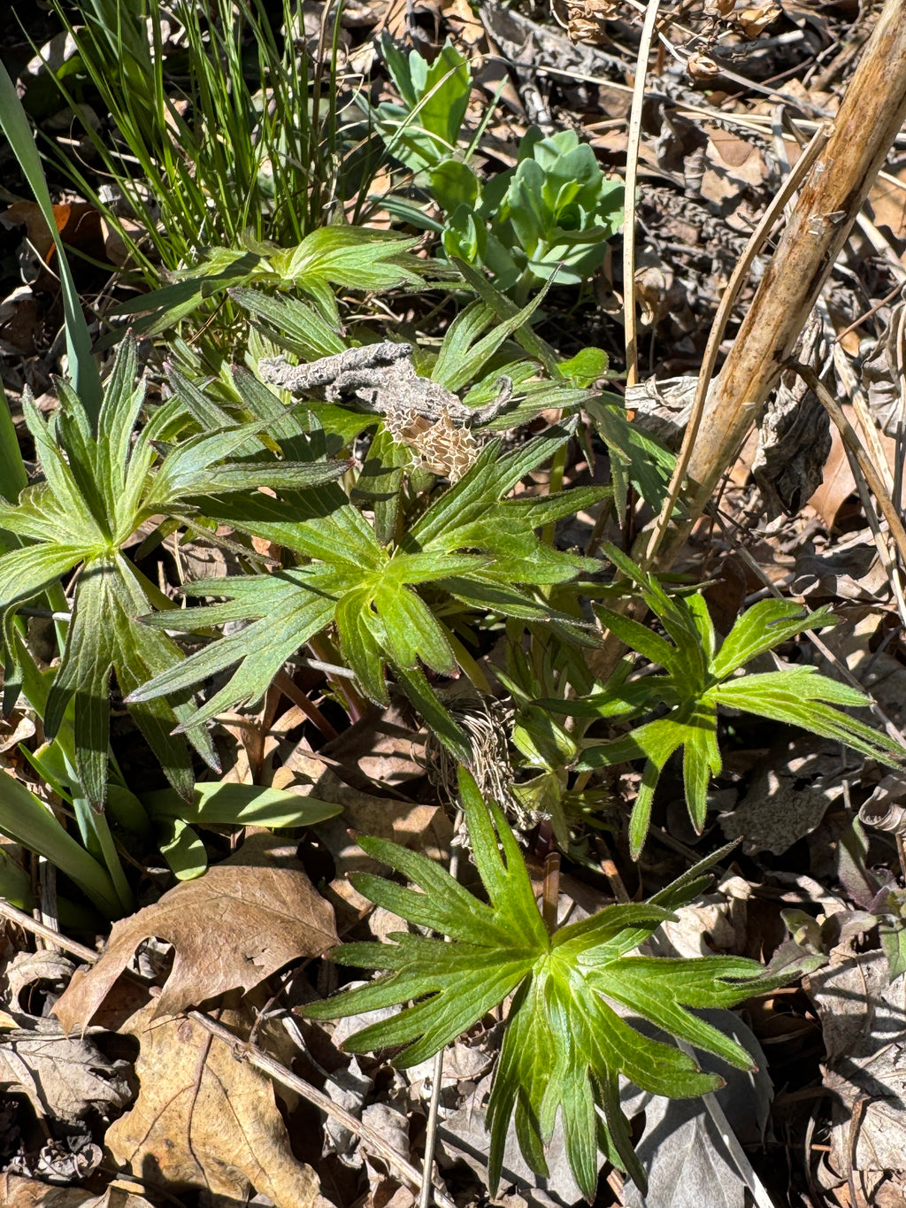 Tall Larkspur (Delphinium Exaltatum)