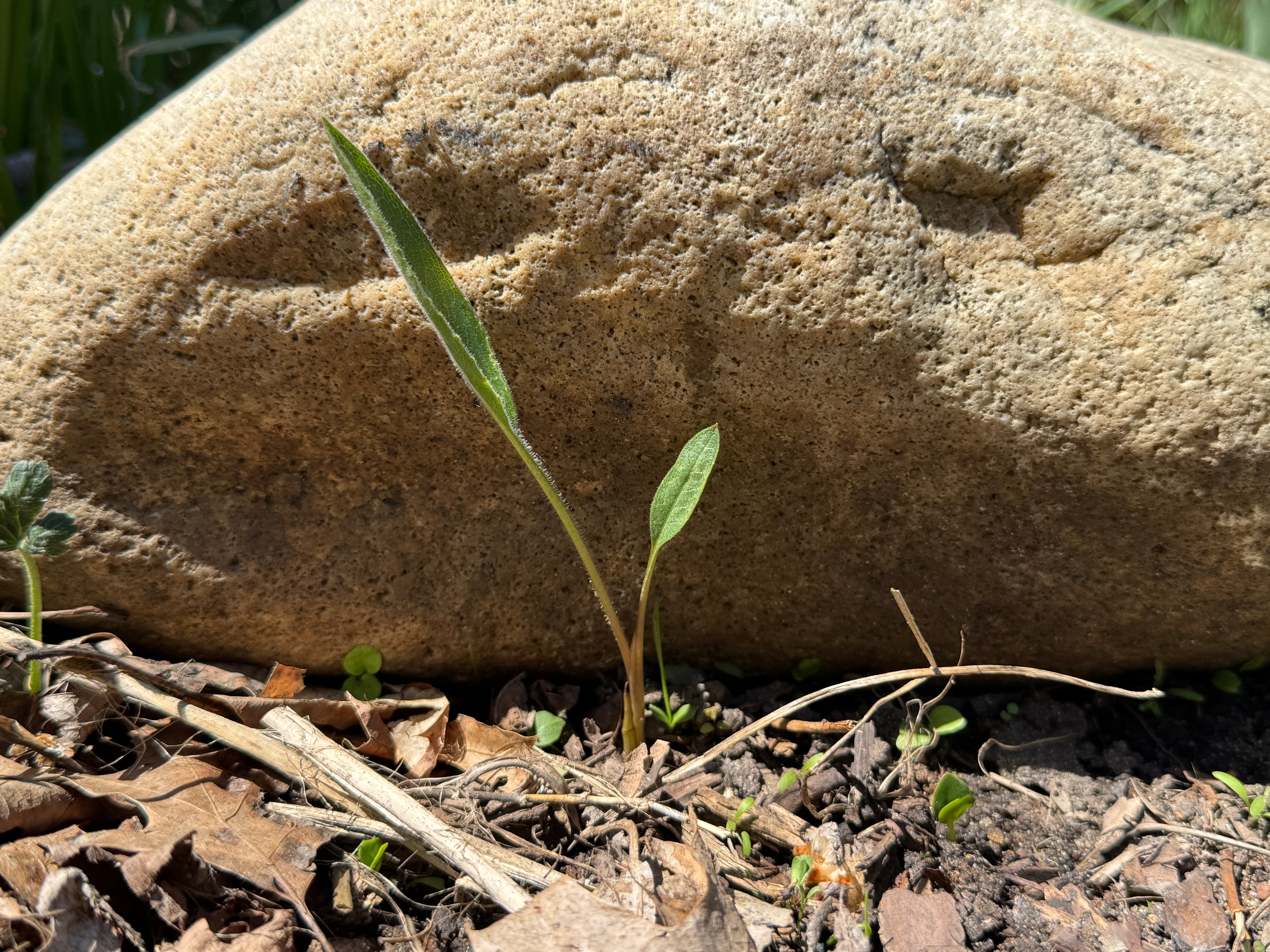 Prairie Dock (Silphium Terebinthinaceum)