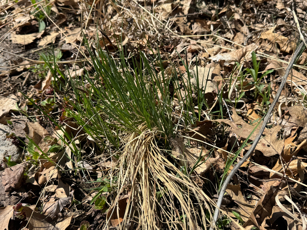 Troublesome Sedge (Carex molesta)
