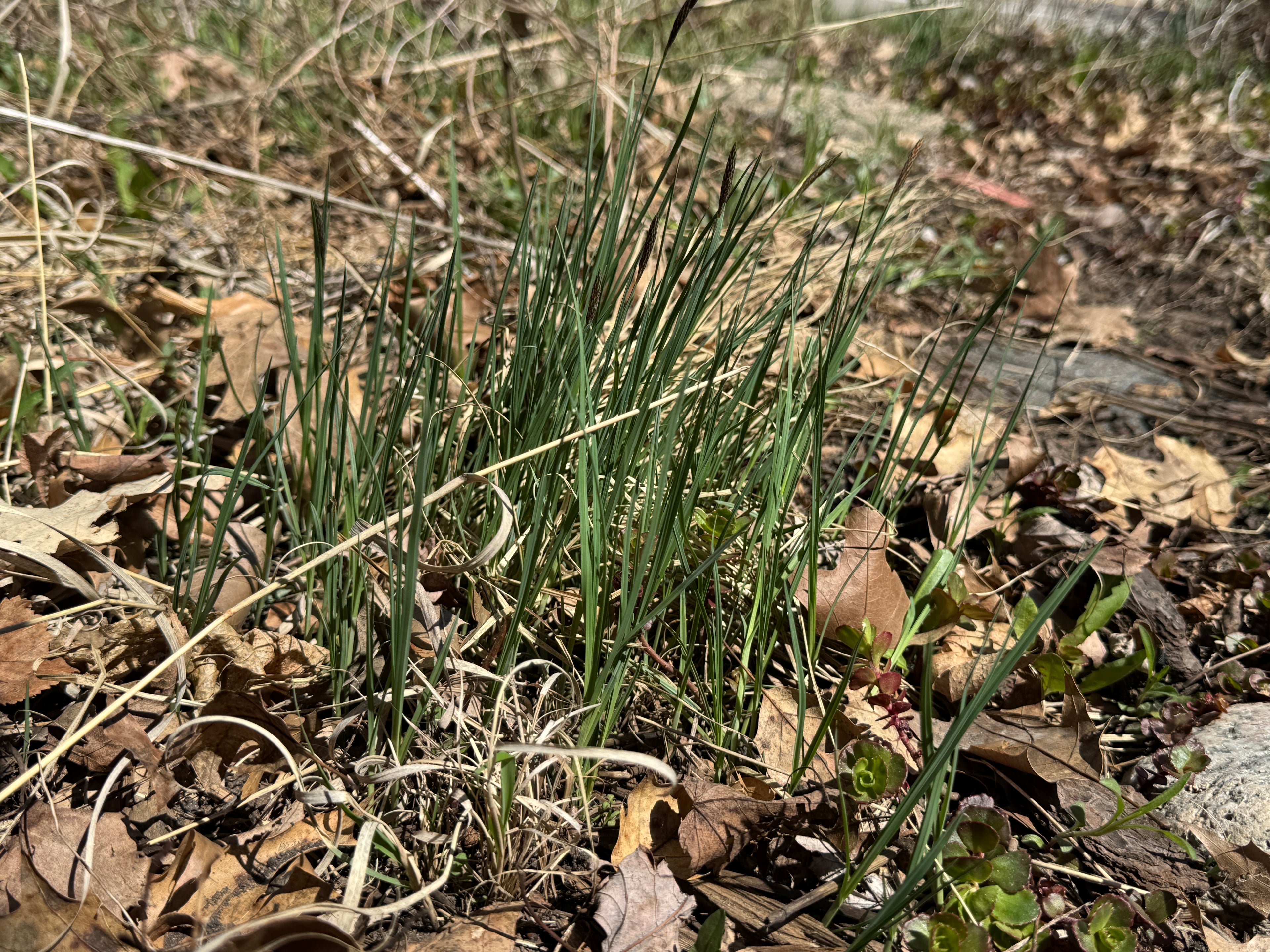 Mead's Sedge (Carex Meadii)
