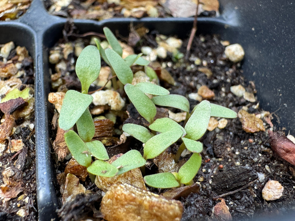 Large-Flowered Beardtongue (Penstemon Grandiflorus)