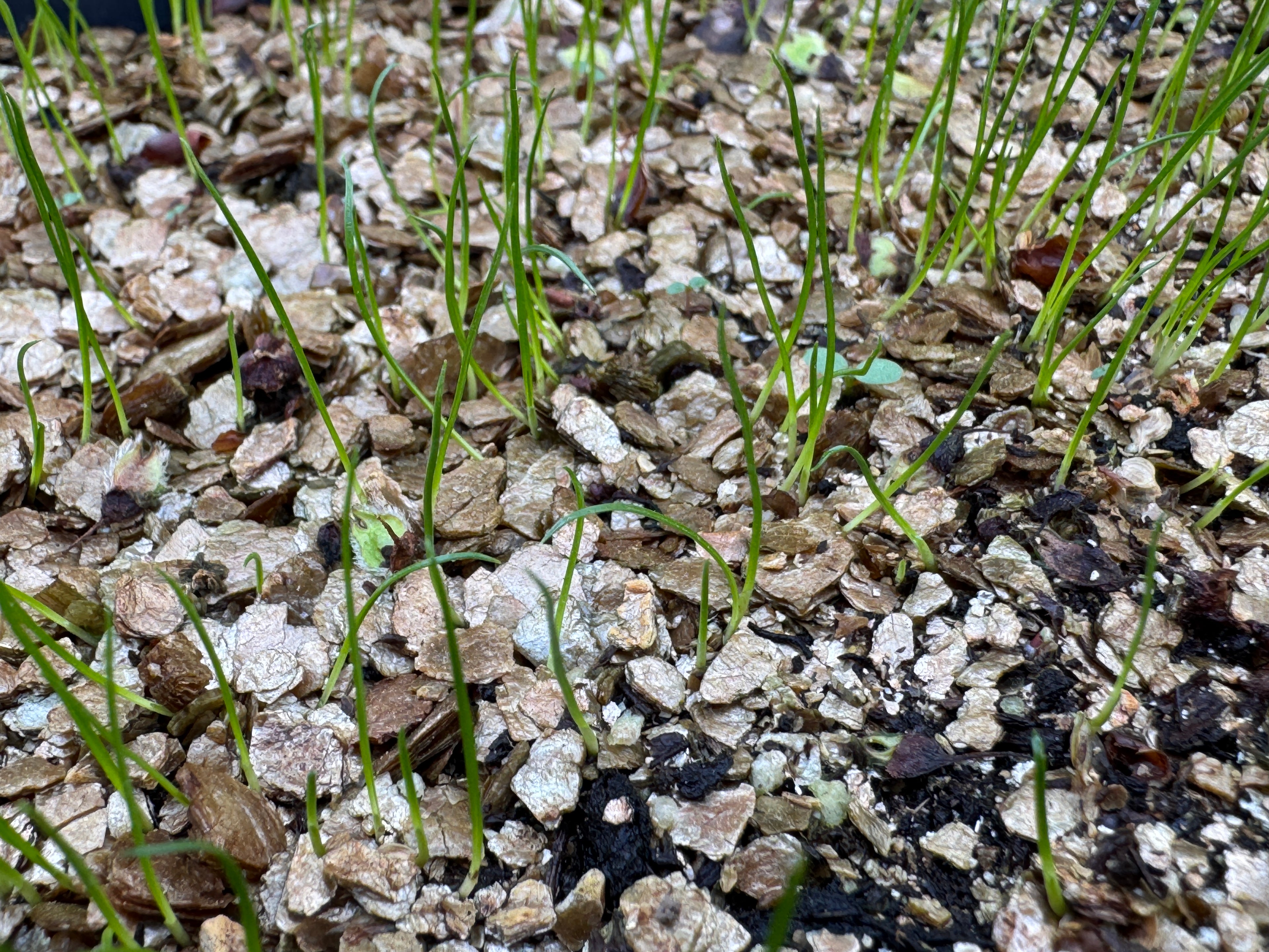Bicknell's Sedge (Carex Bicknellii)