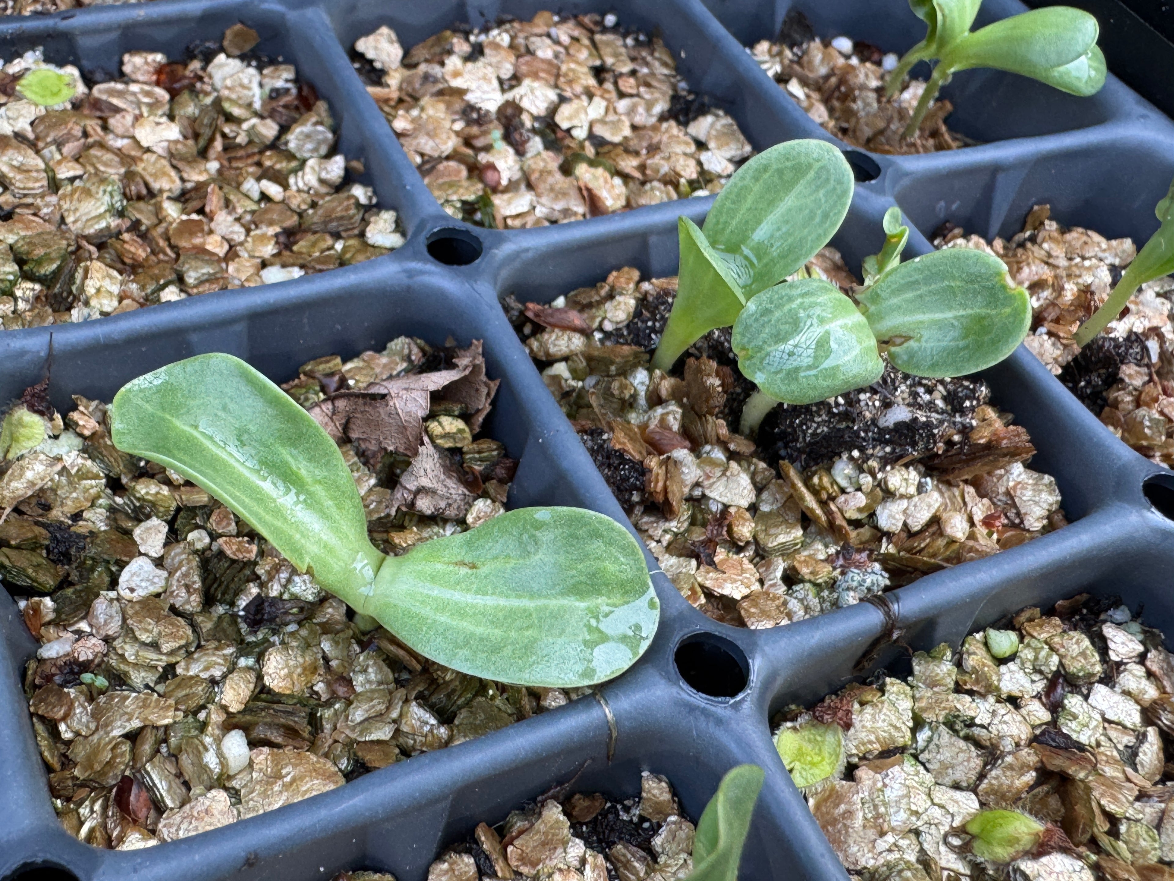 Prairie Dock (Silphium Terebinthinaceum)