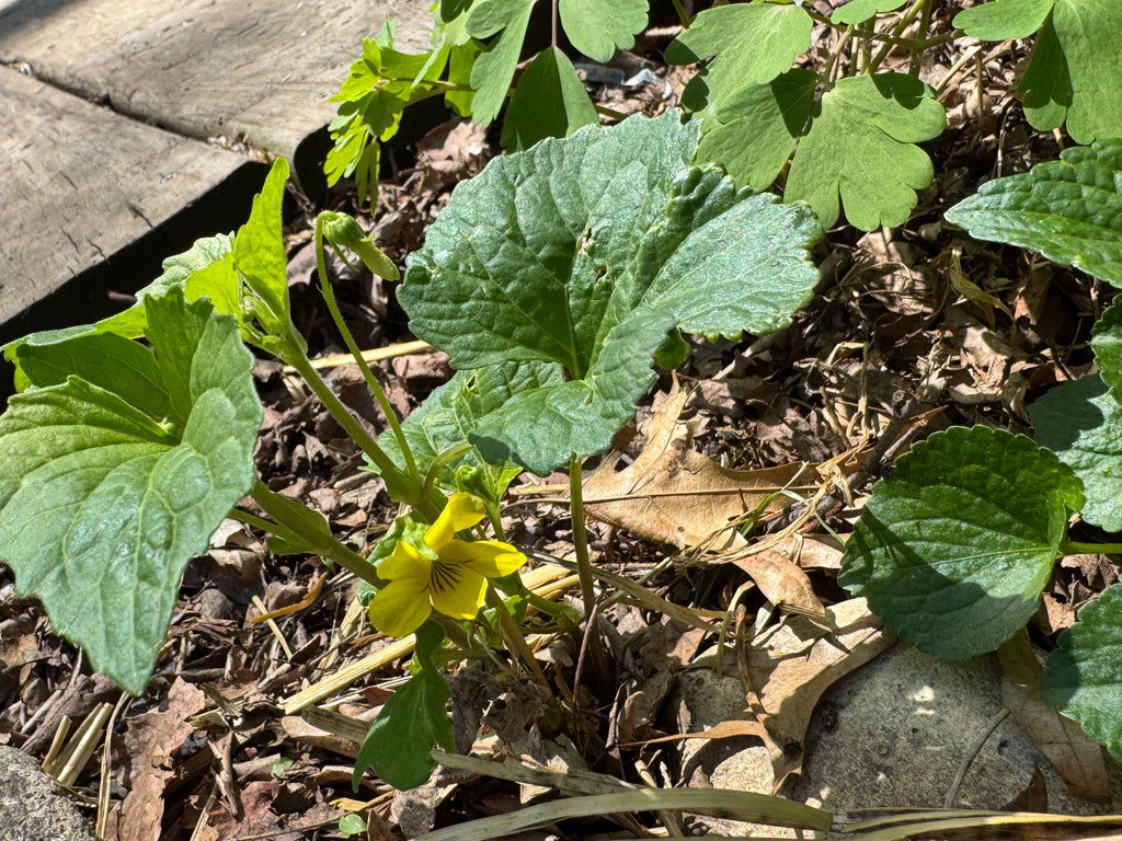 Smooth Yellow Violet (Viola Eriocarpa)
