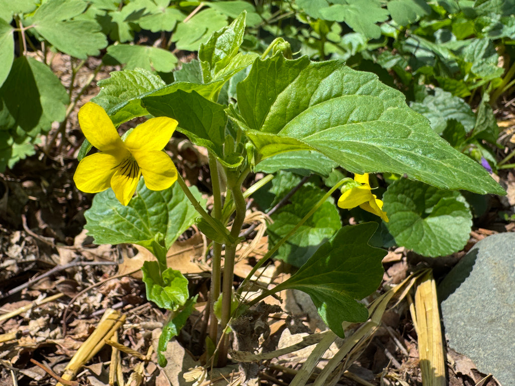 Smooth Yellow Violet (Viola Eriocarpa)