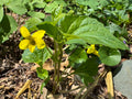 Smooth Yellow Violet (Viola Eriocarpa)