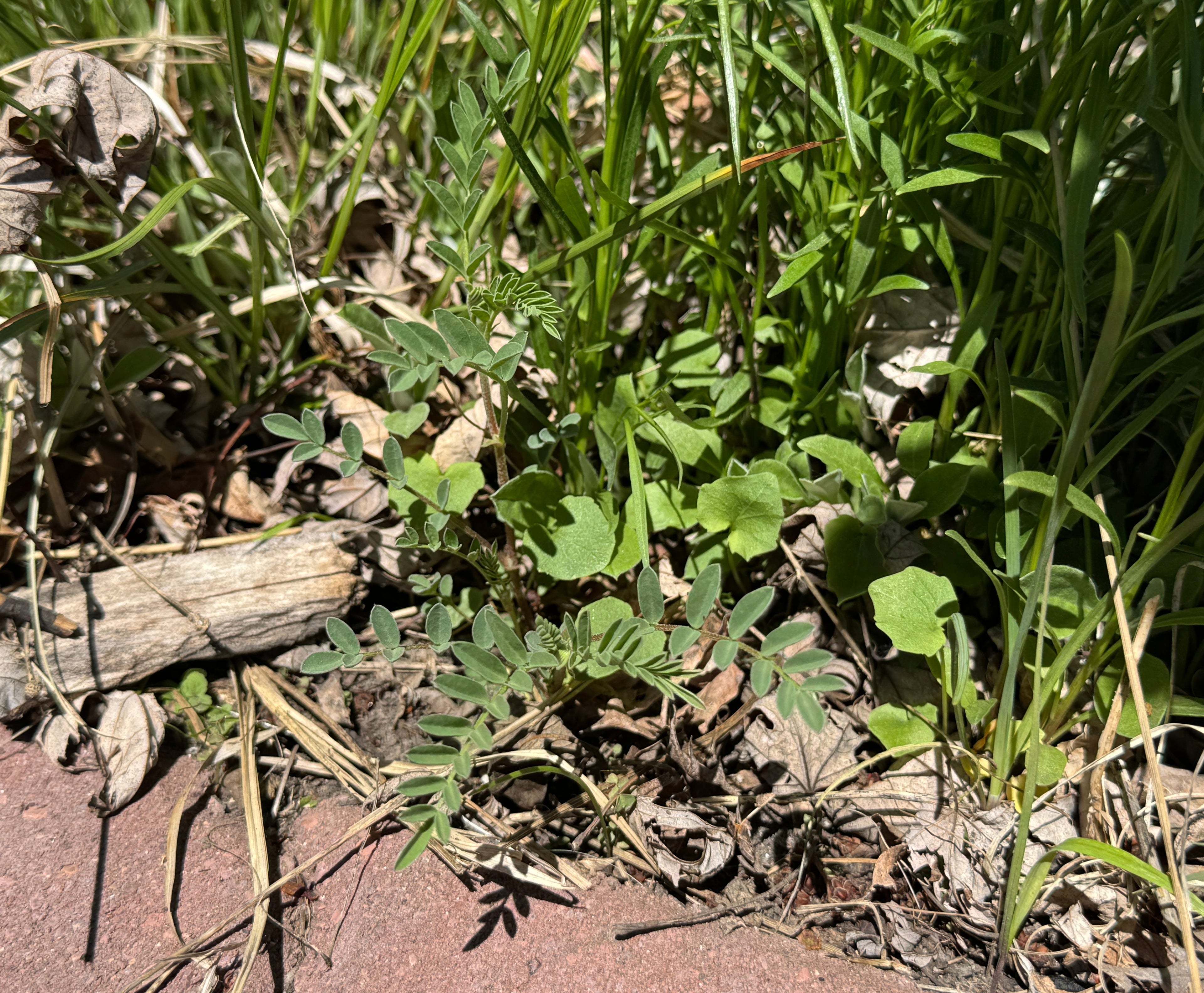 Ground Plum (Astragalus Crassicarpus)