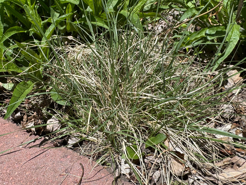 Blue Grama (Bouteloua Gracilis)