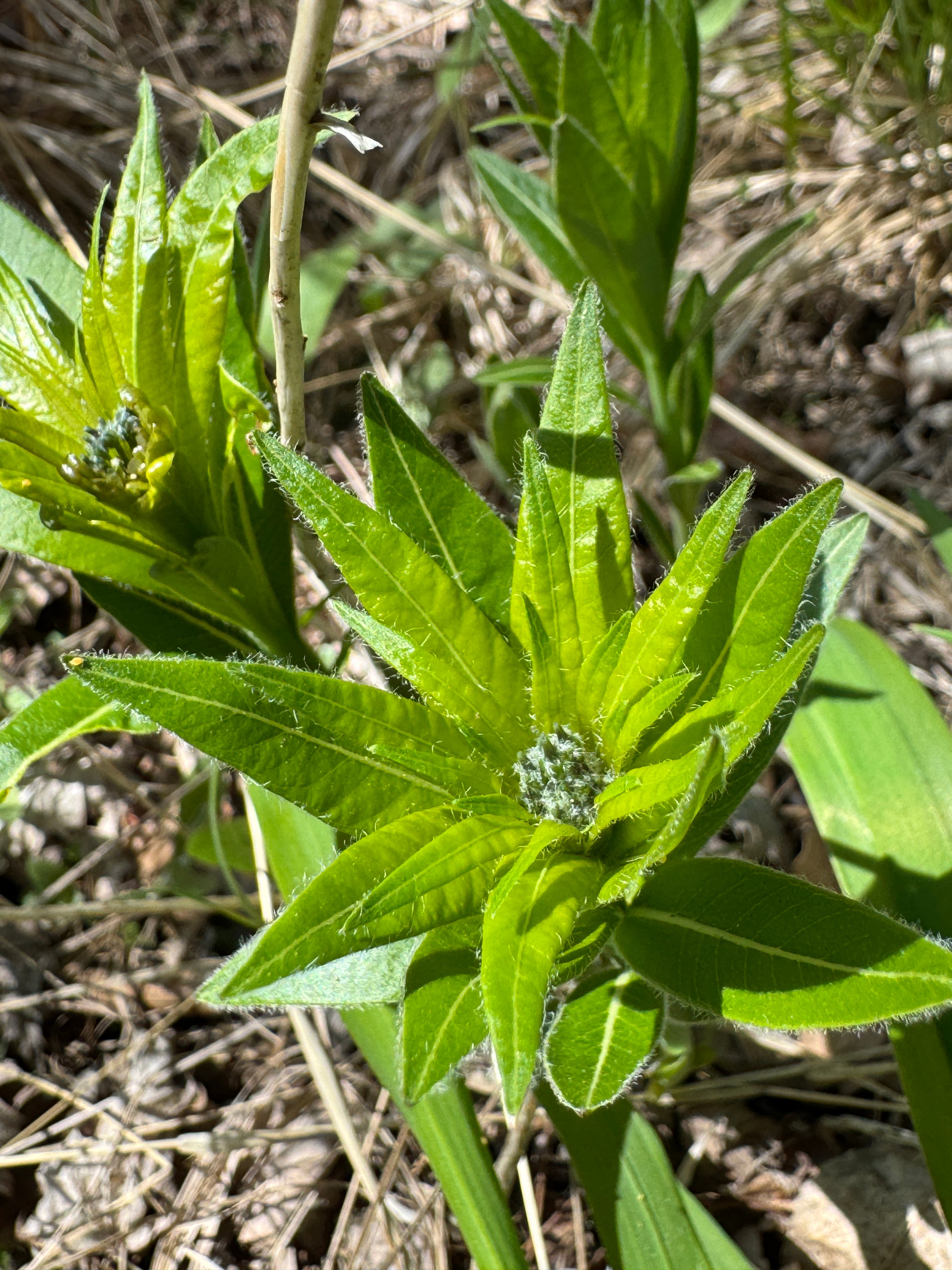 Ozark Bluestar (Amsonia Illustris)