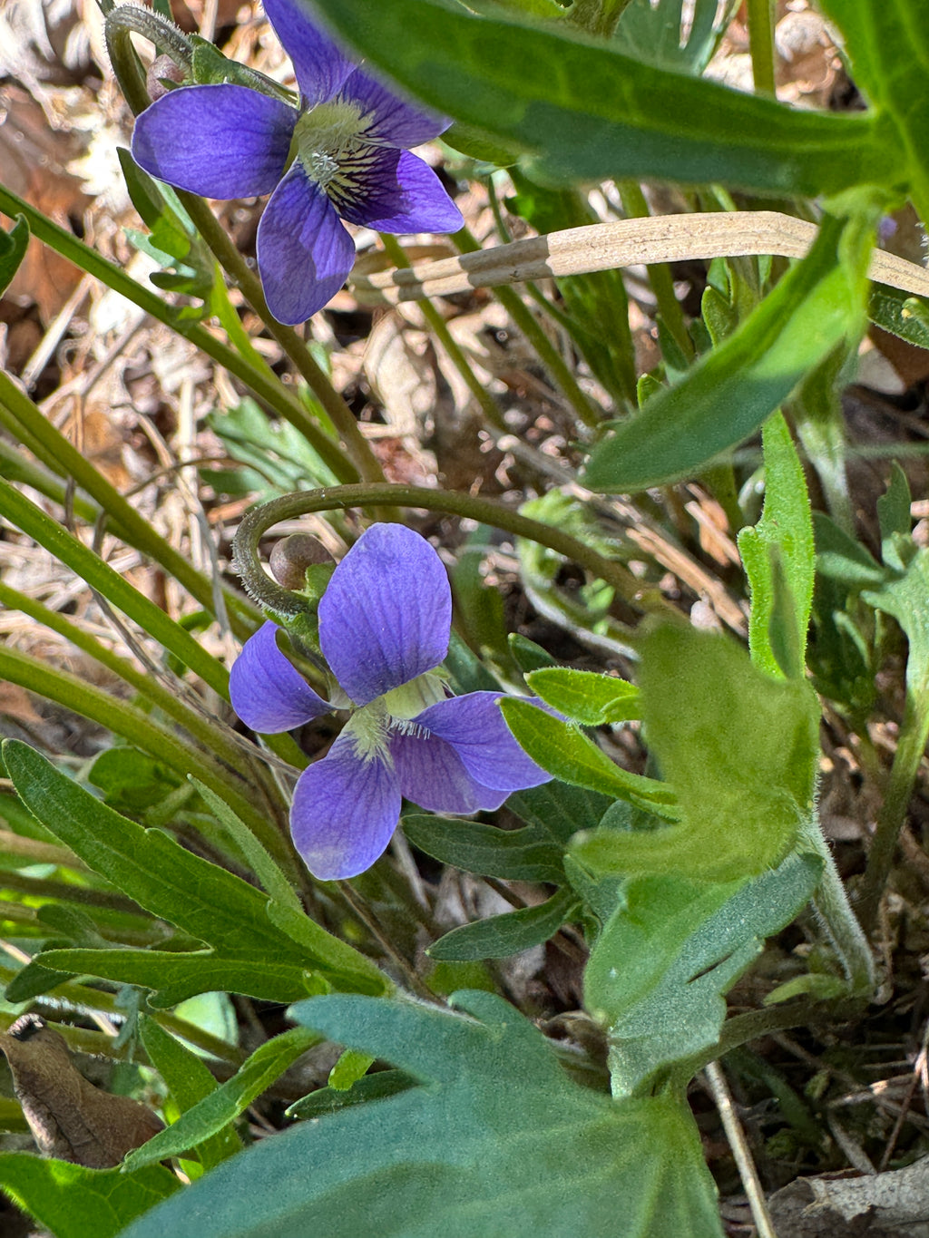 Prairie Violet (Viola pedatifida)
