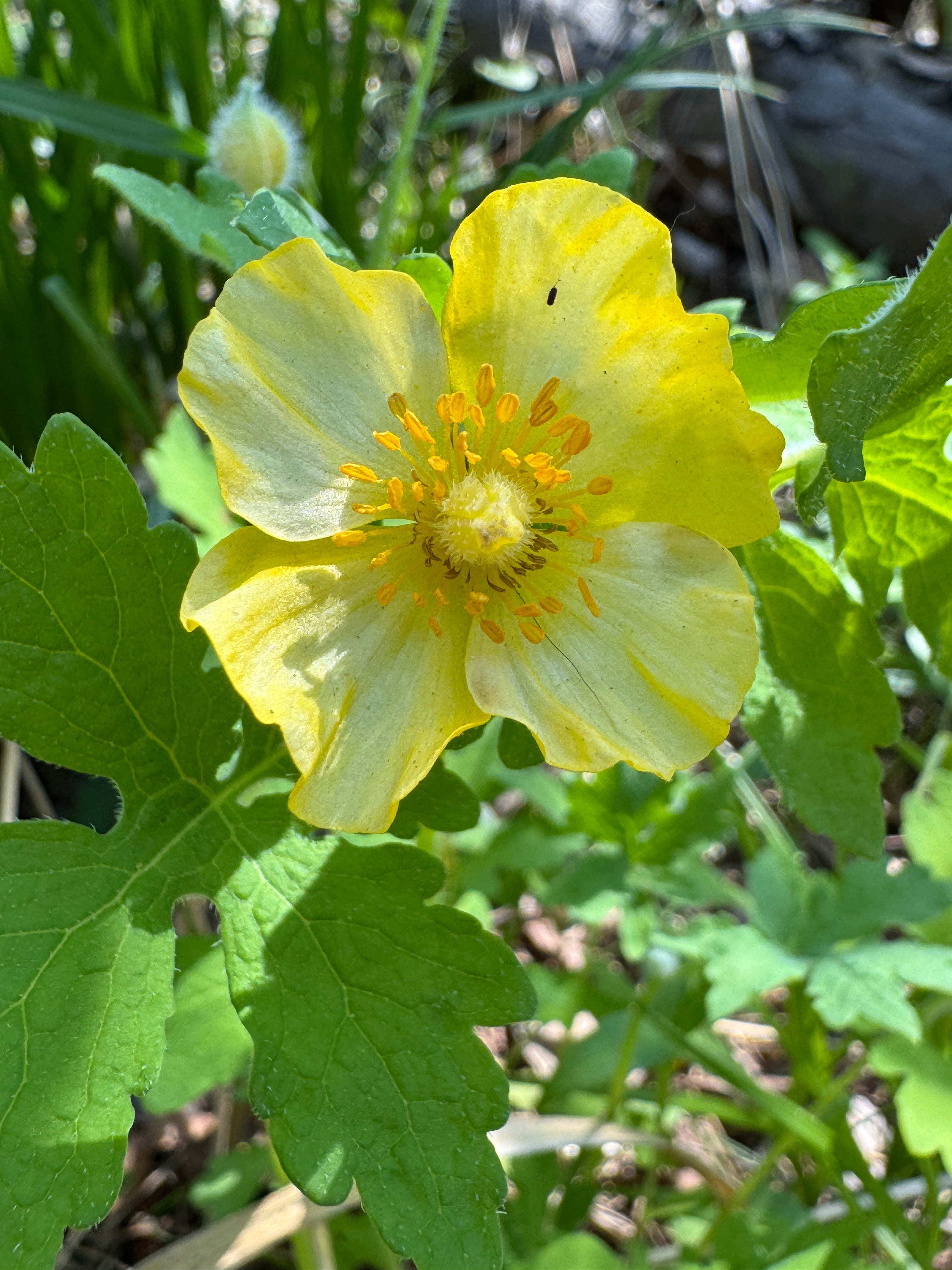 Celandine Poppy (Stylophorum Diphyllum)
