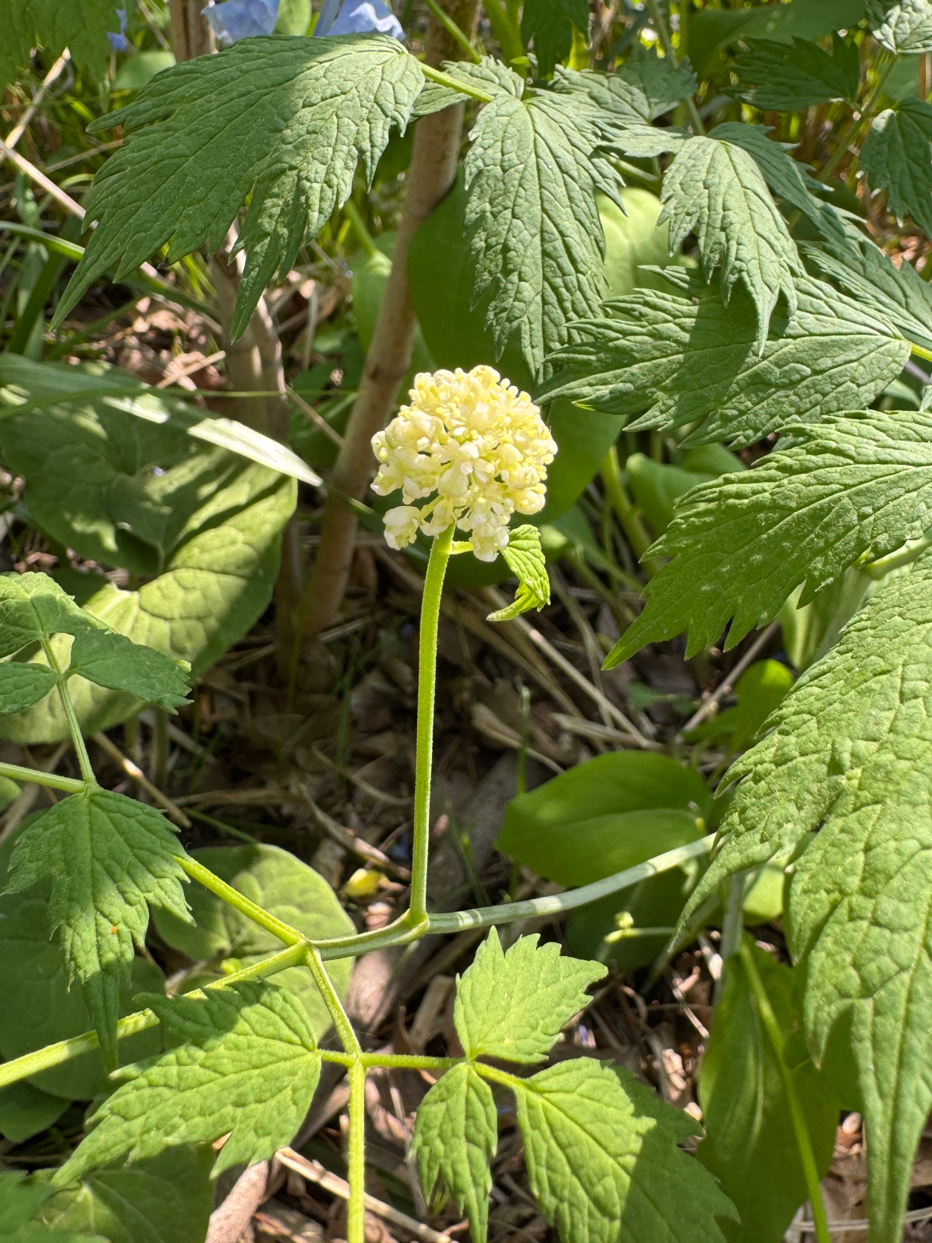 Red Baneberry (Actaea Rubra)