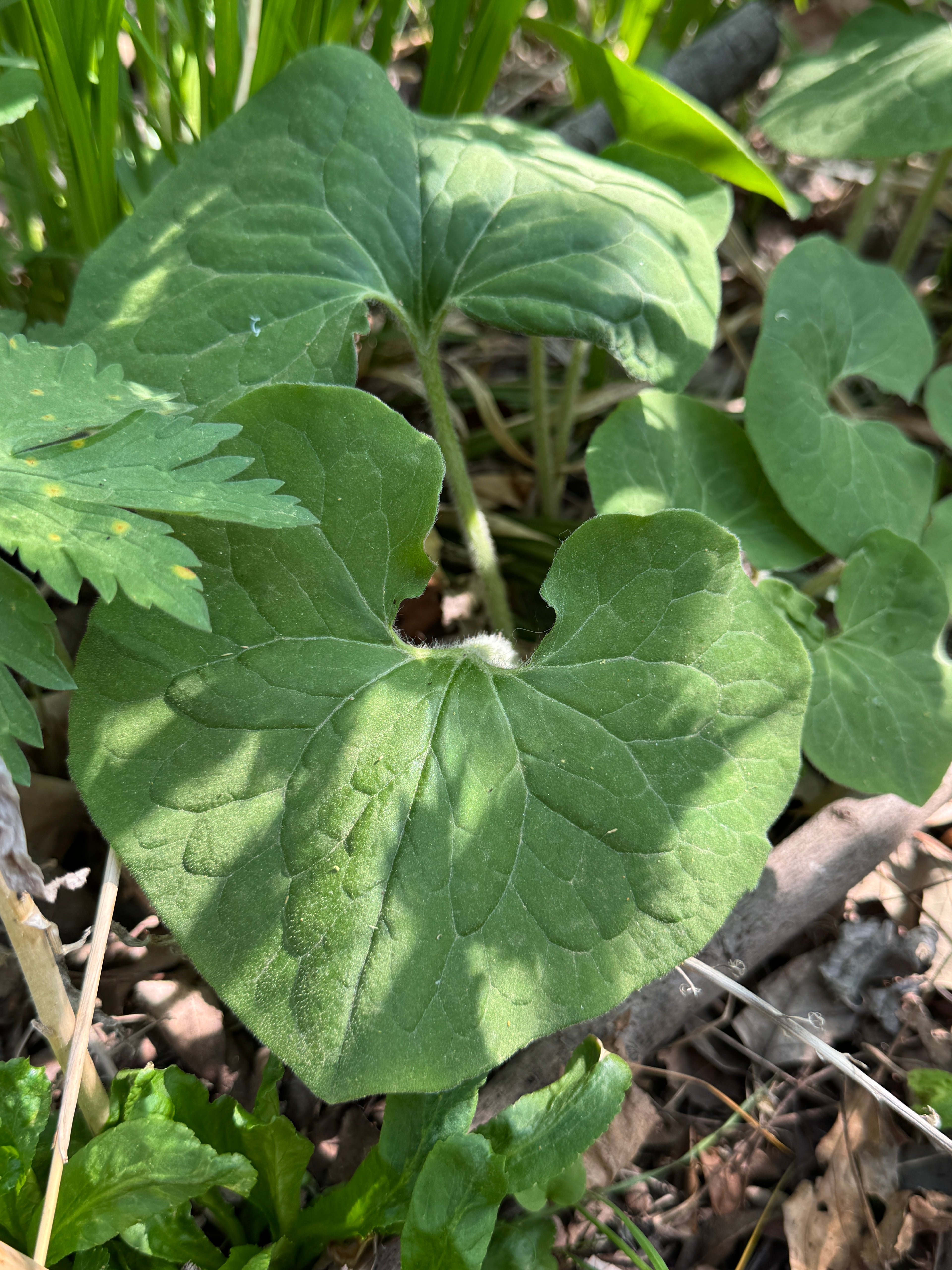 Canadian Wild Ginger (Asarum Canadense)