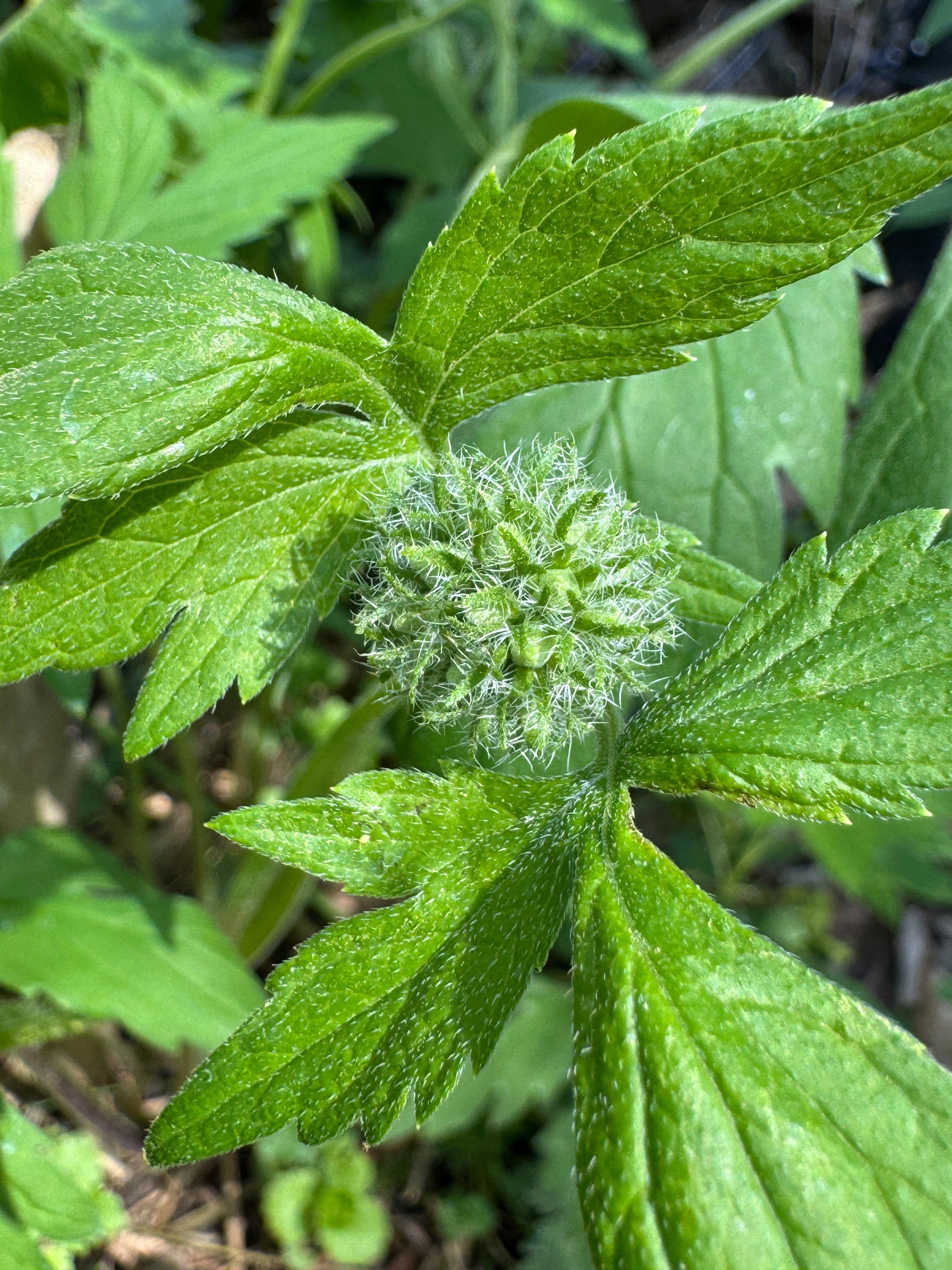 Virgina Waterleaf (Hydrophyllum Virginianum)