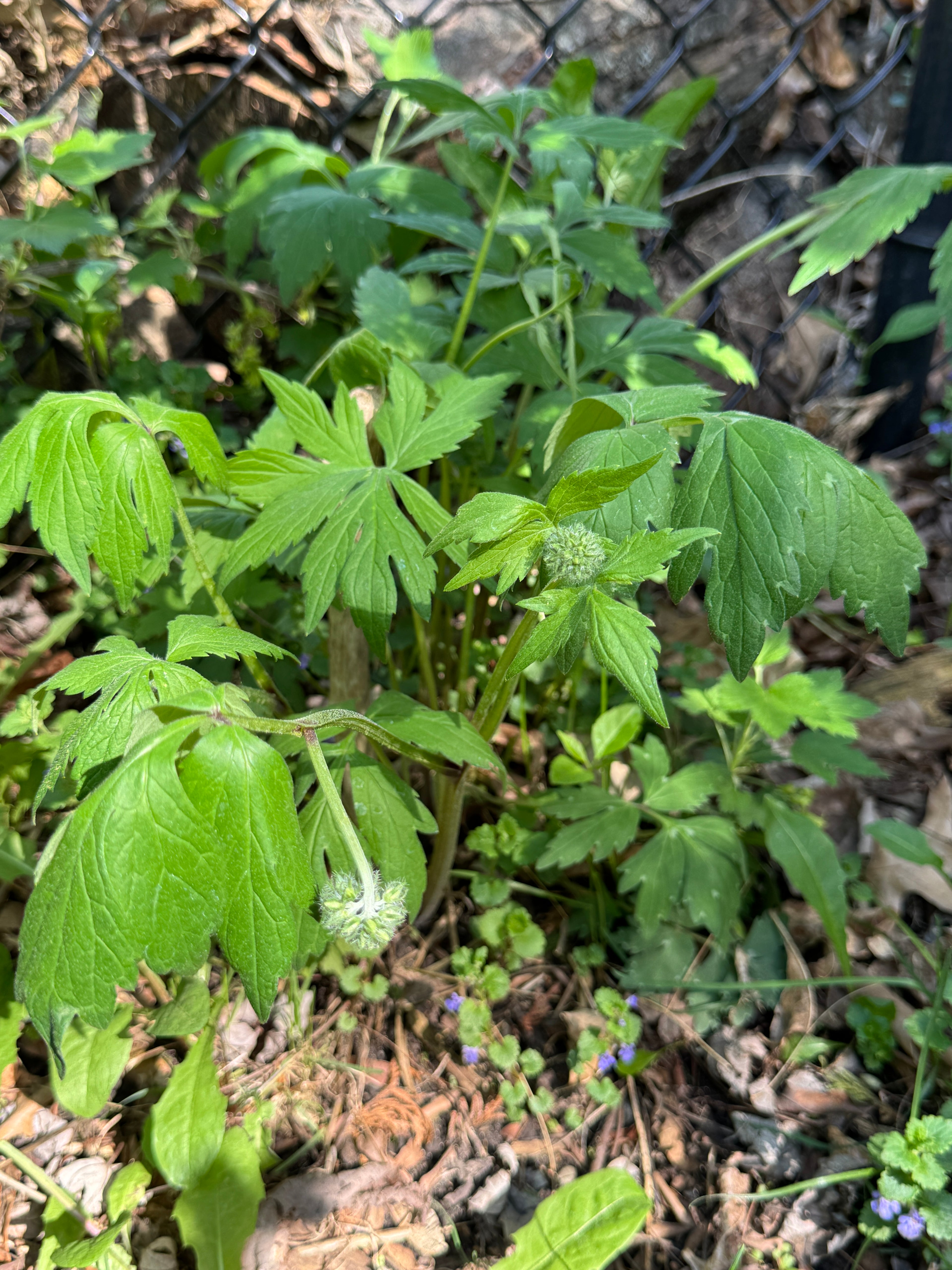 Virgina Waterleaf (Hydrophyllum Virginianum)