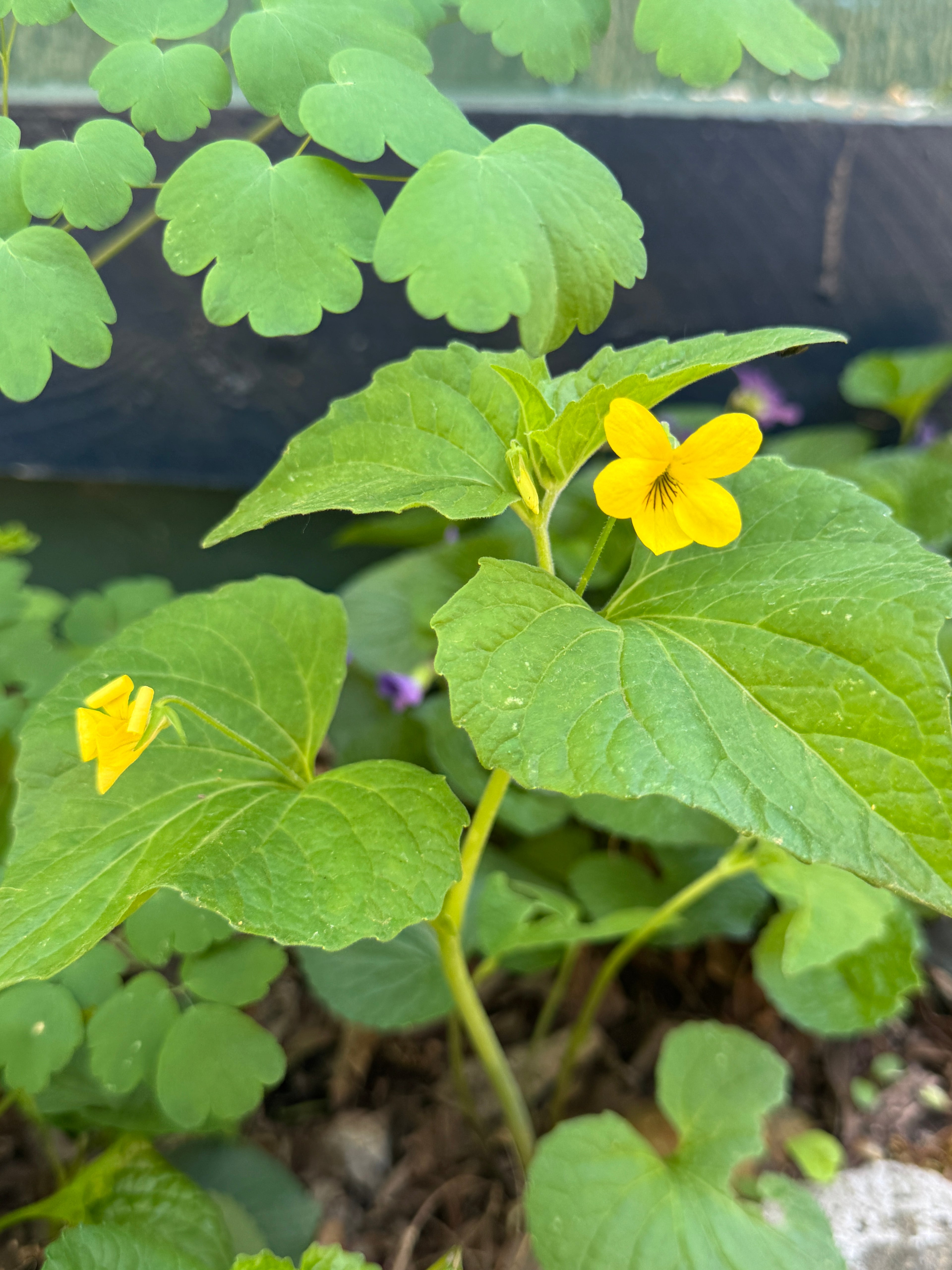 Smooth Yellow Violet (Viola Eriocarpa)